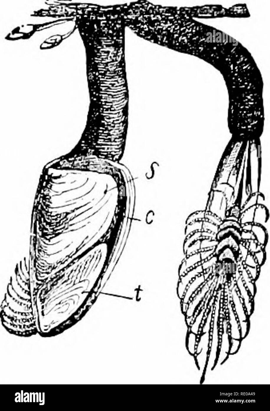 . Ein Handbuch der Zoologie. Zoologie. 172 ALLGEMEINE GRUNDSÄTZE DER Zoologie. Die physiologischen Unterschiede. - Wenn man sich wünschen, eine scharfe Abgrenzung zwischen Tieren und Pflanzen zu entdecken, er kann in Con-berücksichtigen auf der einen Seite die physiologische, auf andere tlie morplujlogical, Zeichen. Start aus der Sicht des jihysiological Liunaius der Pflanzen zugeschrieben wird nur die Kapazität der Fortpflanzung und Nahrung, aber die Tiere die jiower der Bewegung und Empfindung in addi-tion. Wir wissen jedoch, dass pflanzliche, tierische, protoplasma reizbar ist und caj^ Lage der Bewegung, wie die aktiven Bewegungen gezeigt wird o Stockfoto