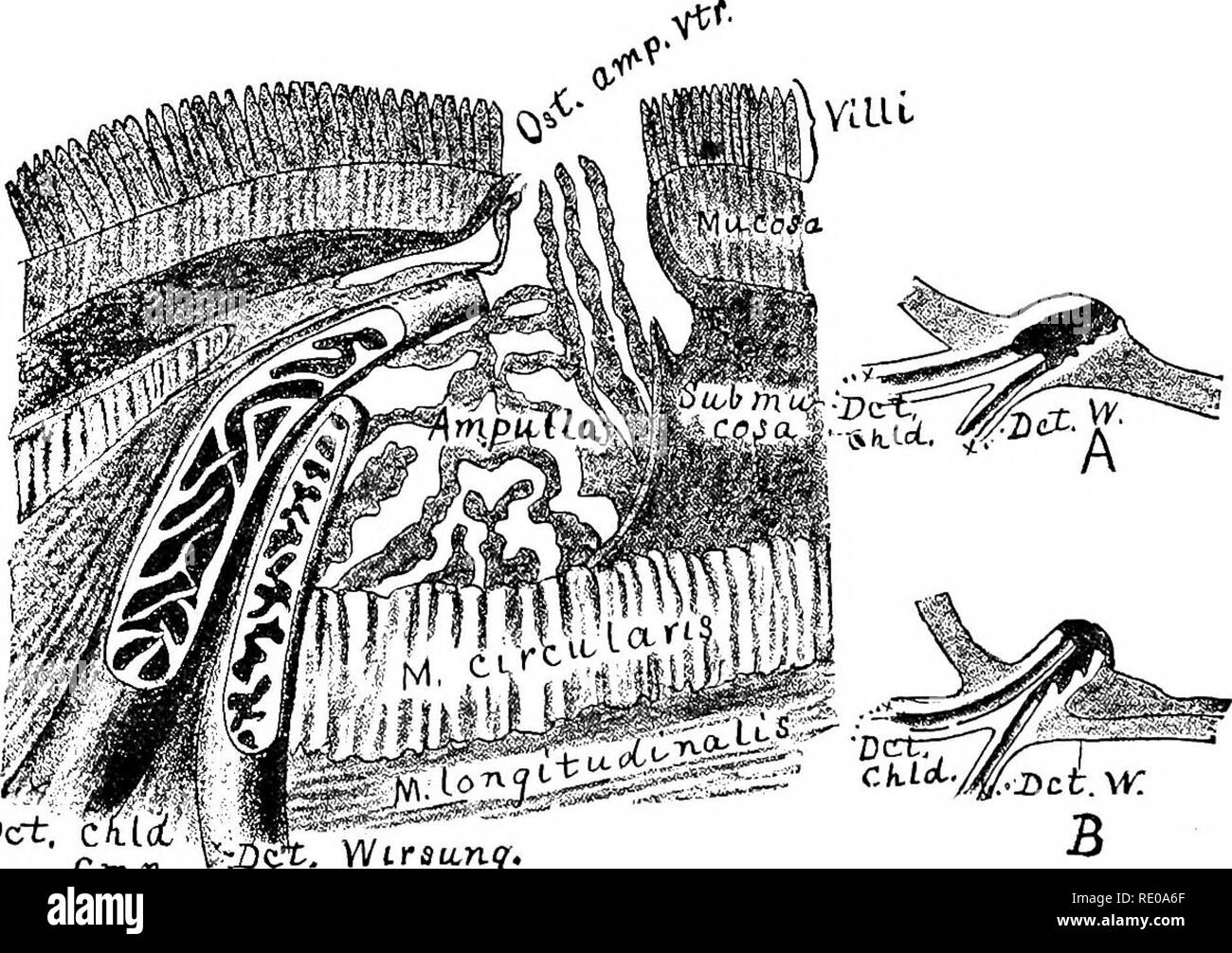 . Anatomische Technologie, die Hauskatze angewendet; eine Einführung in Human-, Veterinär- und vergleichende Anatomie. Katzen; Dissection; Säugetiere. Ampulle von VATEE. 291 puUa von Vater, innerhalb der Mauern des Duodenums. Die ampulle erscheint als eine schräge Höhe auf dem ectal Oberfläche des duode-num, und erhält auch der Ductus choledochus communis (Abb. 84). PrepeirationâPig. 84. âThe duodenum sollte in 95 Prozent ausgesetzt werden, Alkohol für 2-3 Tage, oder es kann in MuUer' s Fluid gehärtet werden (siehe Frey, A). Dann eher dick freehand Abschnitte können mit einer Rasierklinge oder einem sehr scharfen Skalpell vorgenommen werden. Die Stockfoto