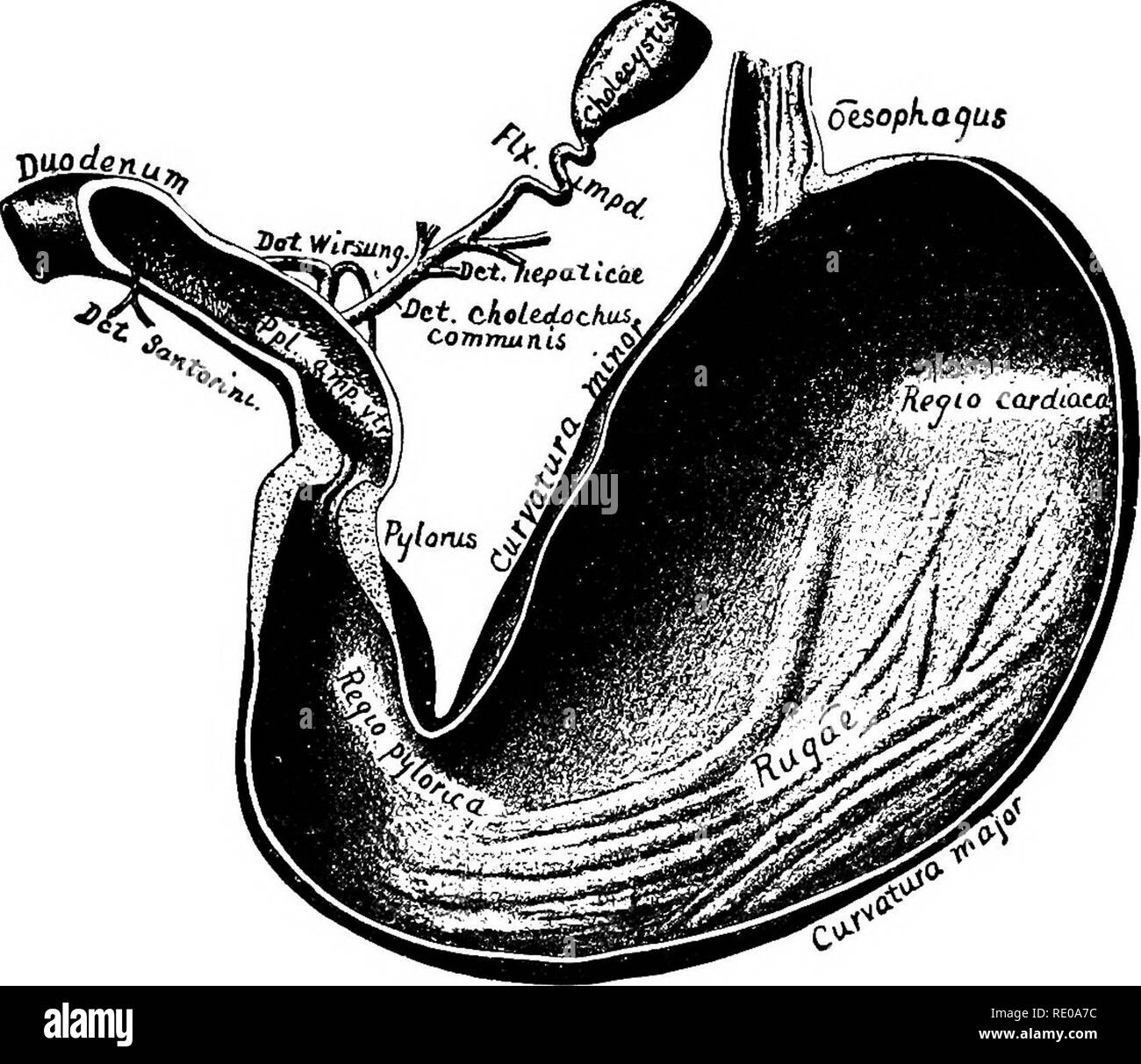 . Anatomische Technologie, die Hauskatze angewendet; eine Einführung in Human-, Veterinär- und vergleichende Anatomie. Katzen; Dissection; Säugetiere. TSE-Magen. 281 § 732. Corpuscula Pacini, Az.-Paciniaa Blutkörperchen. - Das sind ovale Gebilde etwa 2 mm lang und 1 mm dick. Sie werden zwischen den Schichten des Mesenteriums und bewiesen, dass sie in Lean Katzen sein, durch Anheben des Mesenteriums und Suchen durch sie zum Licht. Sie erscheinen als durchsichtige Verdickungen in der Form und Größe, die oben erwähnt werden. § 733. Mikroskopische Struktur. - (A) ein bindegewebe Umschlag. (B) Viele- trically angeordneten Schichten Stockfoto