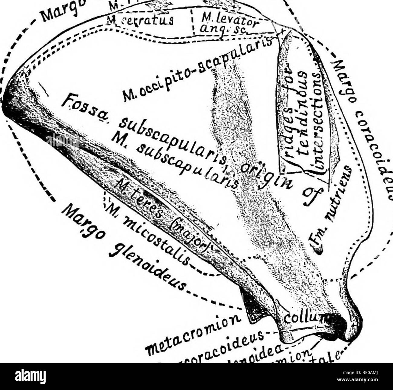 . Anatomische Technologie, die Hauskatze angewendet; eine Einführung in Human-, Veterinär- und vergleichende Anatomie. Katzen; Dissection; Säugetiere. 154 ASATOillCAL Technologie. attacliment sind durch unterbrochene Linien eingeschlossen. Nach der Methode der Grauen (A) und H. S. Williams (1), die Ursprung, werden durch Punkte und die einfügungen durch kurze Linien dargestellt. Es ist leicht, diese beiden Markierungen verbinden mit den Buchstaben 0 und ich, die Form der Initialen des Ursprungs und der Insertion. Die scapula bietet Herkunft die folgenden 10 Muskeln: Subscapularis, supraspinatvs, untergrätenmuskel, meditrieeps, spino-deit Stockfoto