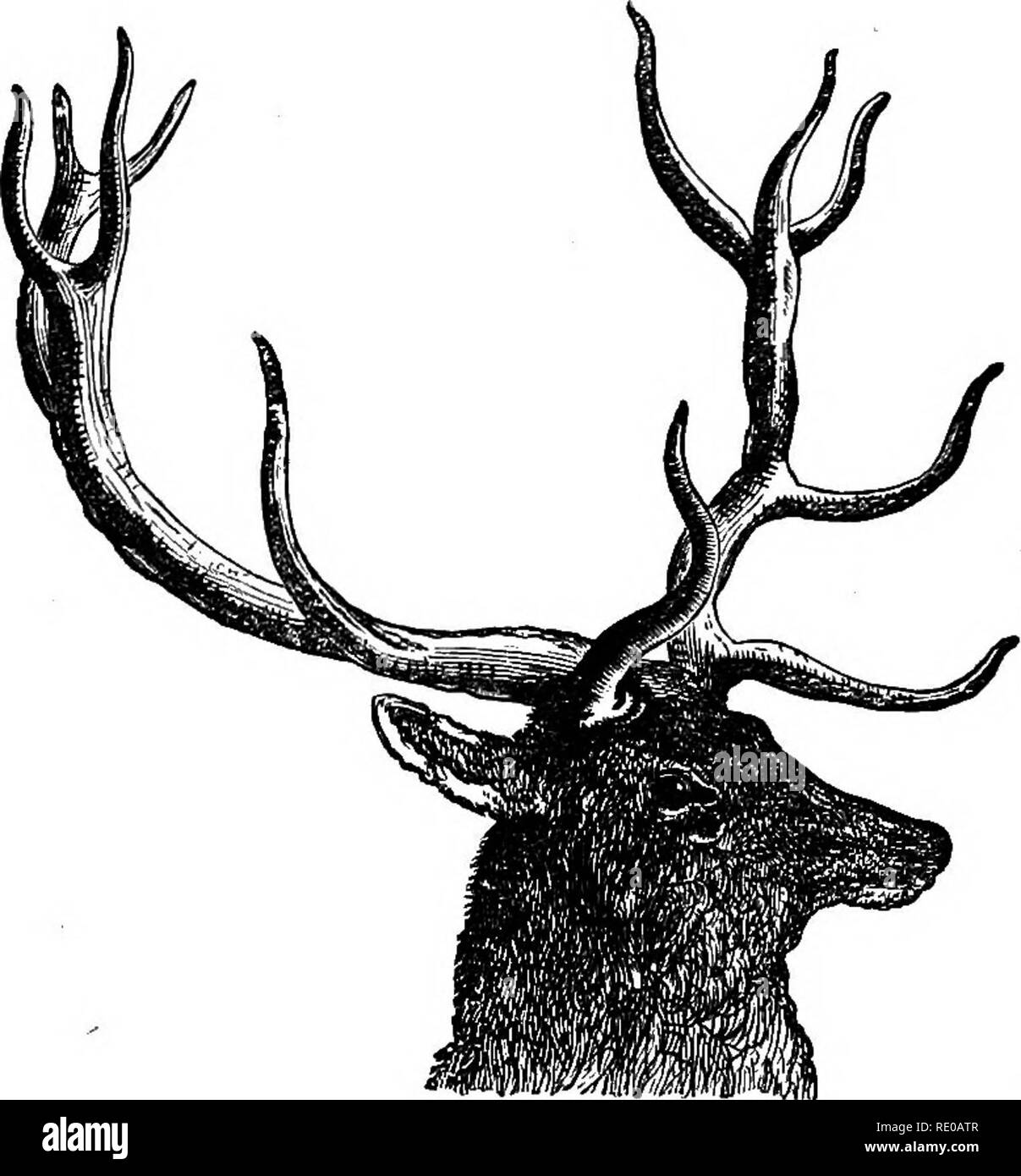 . Lehrbuch der Zoologie für Schulen und Hochschulen. Zoologie. 302 VEKTEBEATE TIERE. Rentiere und Karibus (Cervus taromdui) in Nordeuropa, Asien und Nordamerika; das Rotwild (Cervus elaphus, Abb. 150) in Europa; die Wapiti (7. Canadensis) von Kanada, und der Rehbock (Capreolus eaproea) Nordeuropas.. ri&amp;. 150.- CerviiL,.-U- 1 .1 - ich - " J.- ^.-,. Der Giraffen oder Camelopardalidm gibt es nur eine einzige lebende Arten, die ausschließlich auf den afrikanischen Kontinent beschränkt. Beide Geschlechter haben zwei Paar kurze Hörner, auf den Vorderflügeln durchgeführt - Kopf; aber diese sind persistent, und Witz abgedeckt Stockfoto