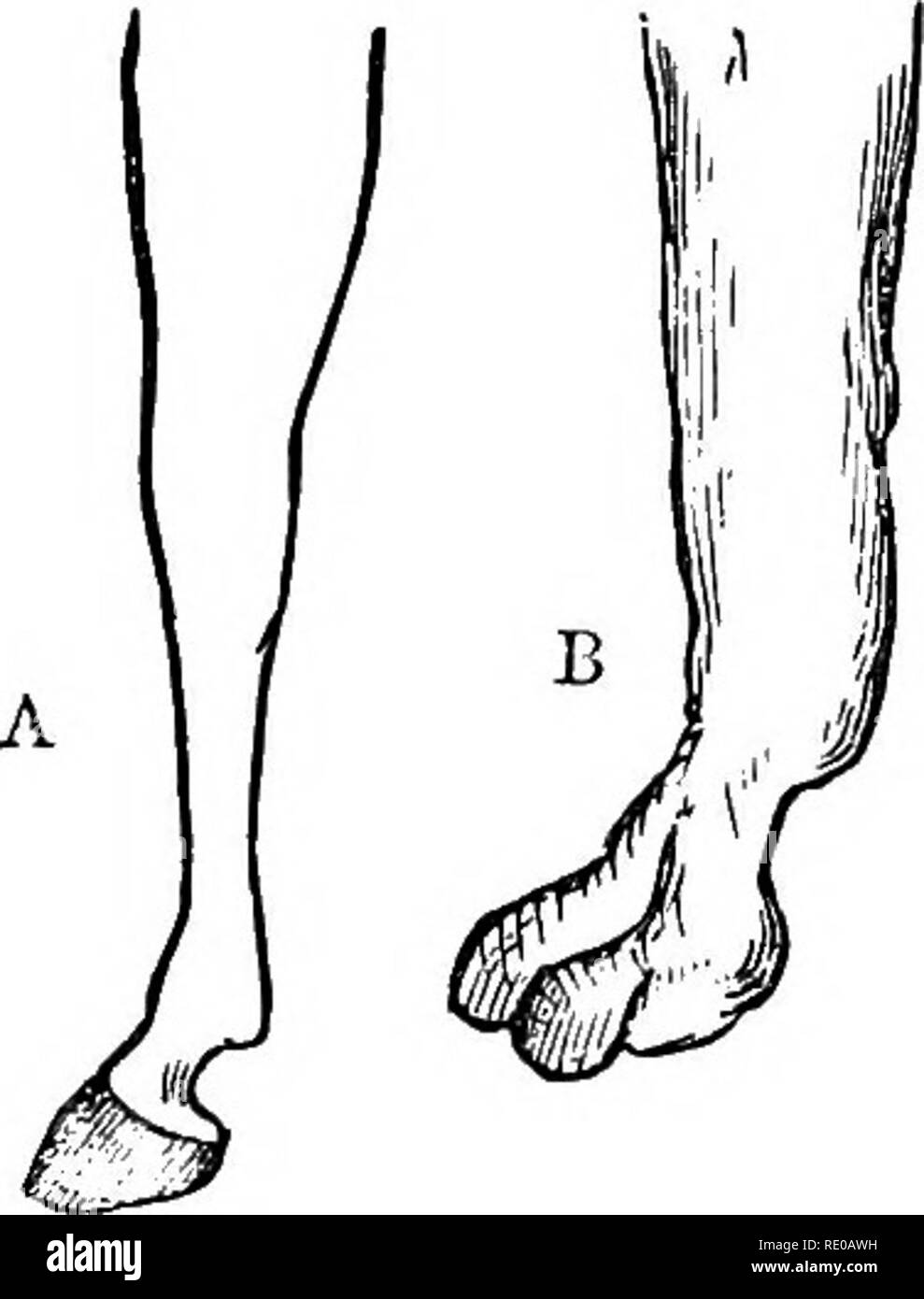 . Lehrbuch der Zoologie für Schulen und Hochschulen. Zoologie. Bestellungen OP MAMMALIA. 297 A. Perissodactyla, oder Odd-toed Huftieren, bei dem die Zehen in Zahl ungerade sind - entweder eine oder drei.* Wenn Hörner sind vorhanden, sie sind nicht in Paaren. B Artiodactyla, oder sogar-toed Huftiere, in denen tJie Zehen sind noch an der Zahl - entweder zwei oder vier/und, wenn Hörner vorhanden sind, werden sie in Paaren. Das Wohnzimmer Perissodactyle Huftieren sind die Nashörner, die Tapire, und das Pferd und seine alHes. Die Nashörner sind extrem groß und sperrig Unmenschen, mit einer sehr dicken und Fast haarlose Haut, in der Regel in Tiefen fo geworfen Stockfoto