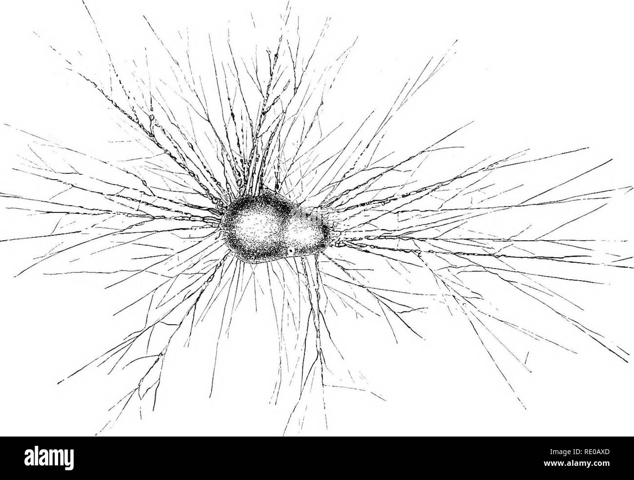 . Allgemeine Physiologie; einen Überblick über die Wissenschaft des Lebens. . Bitte beachten Sie, dass diese Bilder sind von der gescannten Seite Bilder, die digital für die Lesbarkeit verbessert haben mögen - Färbung und Aussehen dieser Abbildungen können nicht perfekt dem Original ähneln. extrahiert. Verworn, Max, 1863-1921; Lee, Frederic S. (Friedrich Schiller), 1859-1939. London, Macmillan und Co., Limited, New York, Macmillan Company Stockfoto