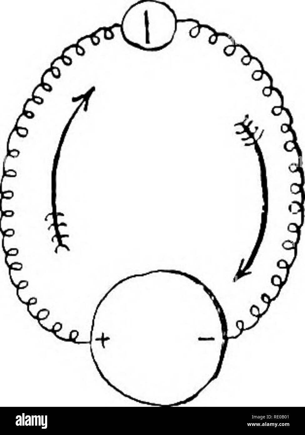 . Allgemeine Physiologie; einen Überblick über die Wissenschaft des Lebens. . / / / Schwein. 119.-Schaltplan. /. Ein Tropfen Flüssigkeit in whicli der chemischen Prozesse sind gleichermaßen an allen Punkten ist ohne Strom. //. Ein Tropfen Flüssigkeit, in denen an zwei verschiedenen Punkten chemische Prozesse verschiedener Art entstehen ein Cun gibt - ent. Der große Kreis ist der Drop" von Flüssigkeit, die kleine der Multiplikator mit dem magnetischen Nadel; die beiden sind verbunden durch Drähte. weist nach außen (Abb. 119, II). Die Bedingungen, unter denen ein galvanischer Strom erscheinen können, kann ausgedrückt werden, daher wie folgt: Eine aktuelle können Led aus der Outsi werden Stockfoto