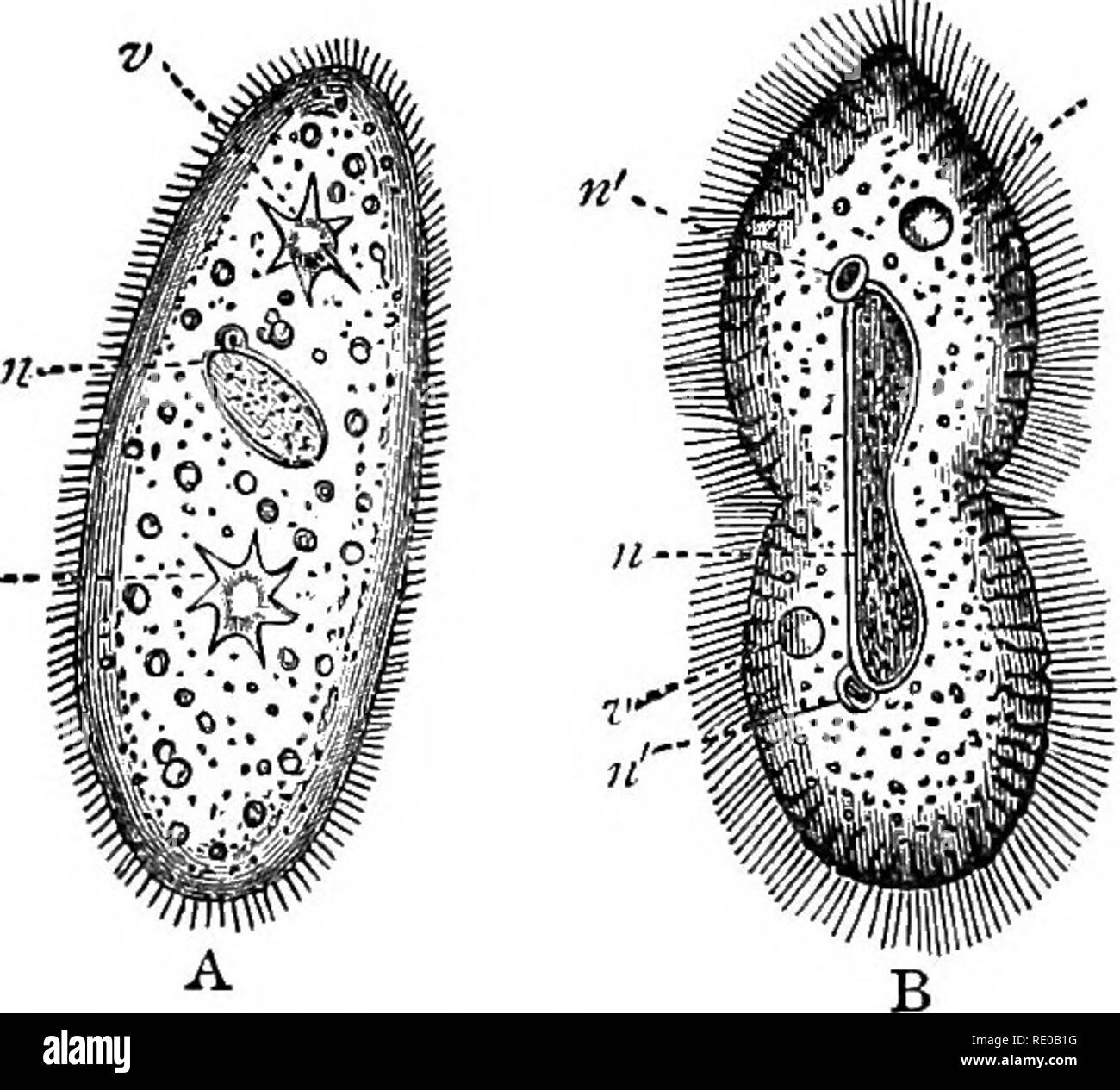. Lehrbuch der Zoologie für Schulen und Hochschulen. Zoologie. 46 wirbellose Tiere. Mund. Die infusoria kann als Einzeller, die mit einer Öffnung zur Verfügung gestellt werden, und in der Regel eine rudimentäre Magen-Darm Kanal definiert werden. Sie haben nicht die Macht der emittierenden pseudopodia besitzen, sind aber mit vibratile Zilien oder Con-tractile Filamente eingerichtet. Sie sind meist mikroskopisch klein, und ihre Körper bestehen in der Regel aus drei unterschiedlichen Schichten. Sie sind meist einfache frei-Schwimmen Organismen, sondern Sie einige -' Zeiten bilden Kolonien durch Knospung und sind auf ein solides Objekt in ihrem erwachsenen Zustand fixiert. Als Arten des thes Stockfoto