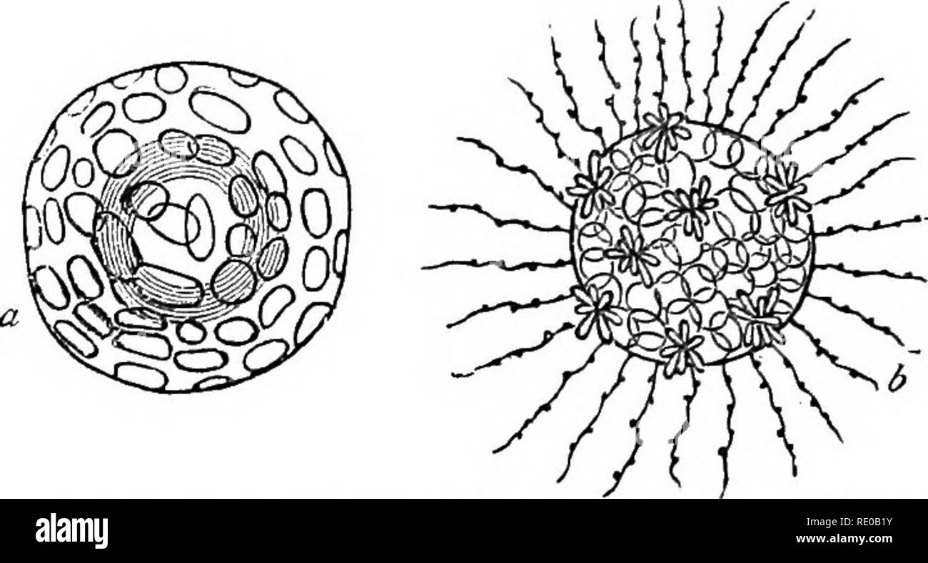 . Lehrbuch der Zoologie für Schulen und Hochschulen. Zoologie. 40 wirbellose Tiere. Aufklärung, dass ihre trae Natur heraus gebildet wurde. Die meisten naturforscher sind jetzt in Bezug auf die Korrektheit der Schwämme im Tierreich vereinbart, und sie sind in der Regel re - verwertungschancen auf den Ehizopoda, obwohl Sie manchmal auf geschaut als die einer gesonderten und eigenen Gattung der I^o- tozoa. Die scheinbare Komplexität der Struktur die Schwämme Ausstellung ist aufgrund der Tatsache, dass das, was wir gewöhnlich. w "ia l-a Kieselsäurehaltigen Shell von CoUofphaera; b Tlialassiedlla, zeigt die strahlenden psead" - Podia ein Stockfoto