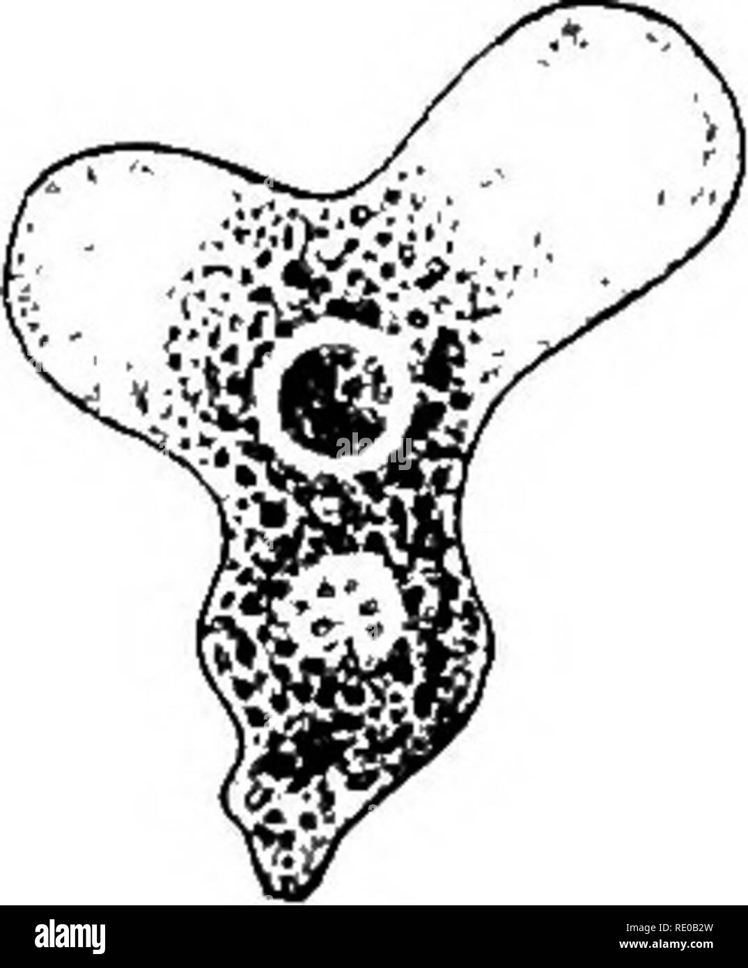 . Allgemeine Physiologie; einen Überblick über die Wissenschaft des Lebens. . Bitte beachten Sie, dass diese Bilder sind von der gescannten Seite Bilder, die digital für die Lesbarkeit verbessert haben mögen - Färbung und Aussehen dieser Abbildungen können nicht perfekt dem Original ähneln. extrahiert. Verworn, Max, 1863-1921; Lee, Frederic S. (Friedrich Schiller), 1859-1939. London, Macmillan und Co., Limited, New York, Macmillan Company Stockfoto