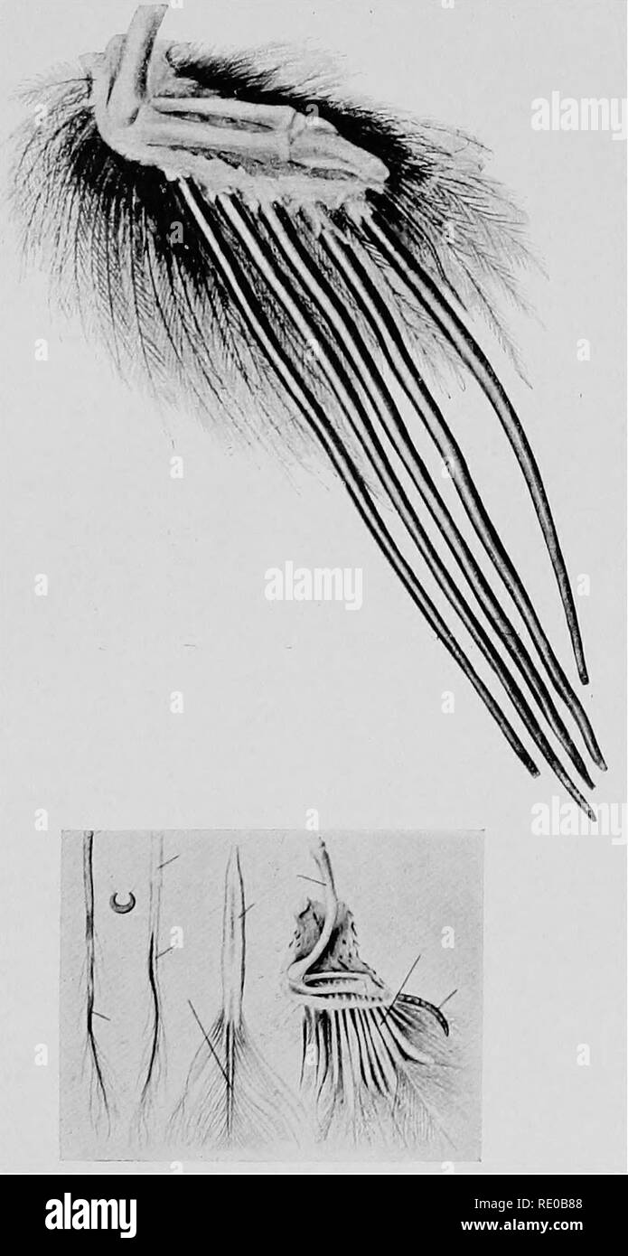 . Die Kindheit von Tieren. Das Verhalten der Tiere; Natural History. Die GESCHICHTE DER KASUARE Flügel. In den jungen Vogel die degenerierte Flug Federn haben eine typische Barrel, oder der Lagerträger und Welle und schwach entwickelte "Vane", wie in der linken Zahlen in der Einfügung. I^Ater, die Welle und die Flügel sloughs aus und die hohlen Lagerträger wird solide, wie in der grossen Abbildung. Der kleine Flügel ist, dass der Apteryx, in der die Welle und die Flügel durch das Leben erhalten bleiben. 3." 14]. Bitte beachten Sie, dass diese Bilder aus gescannten Seite Bilder, die digital für readabil gesteigert wurden extrahiert werden Stockfoto