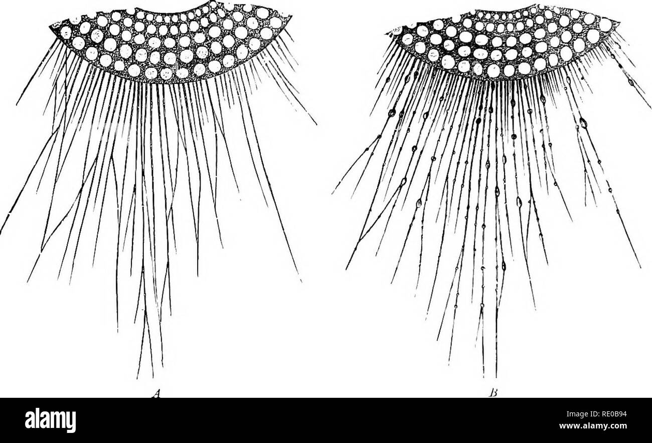 . Allgemeine Physiologie; einen Überblick über die Wissenschaft des Lebens. 96 Allgemeine Physiologie der Bewegung, in der zweiten sind Sie etwas langsamer bewegen, und in der letzten noch langsamer. Da somit nur ein gradueller Unterschied besteht, ist es unmöglich, eine scharfe Grenze zu etablieren. In der lebenden Substanz auch gibt es unterschiedliche Grade der Mobilität zwischen den Teilchen, d. h. in einem Fall der Stoff ist wie dünne, in einem anderen Fall wie dicke Flüssigkeit. Im Allgemeinen besitzt es die Konsistenz und Mobilität von raw Eiklar, aber es könnte fester sein und bestimmten konstanten Differenzierungen von protoplasma kann ev besitzen Stockfoto