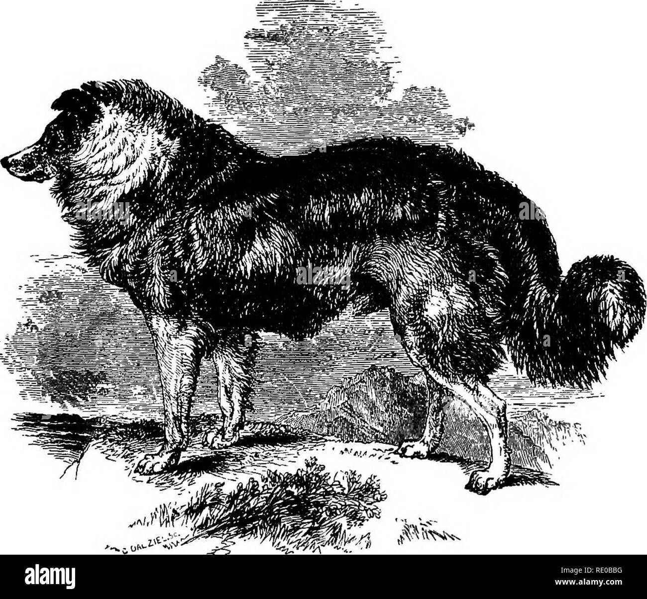 . Der Hund in der Gesundheit und in der Krankheit. Mit den verschiedenen Betriebsarten zu brechen und mit ihm für die Jagd, Coursing, Schießen, etc., und einschließlich der Punkte oder Merkmale aller Hunde, die vollkommen neu geschrieben werden. Hunderassen, Hunde. 178 pastorale Hunde, etc. II - Die COLLIE (rau und glatt). Die (Jollie (Youatt). (A) Die ROUGH COLLIE. Einer der schönsten und nützlichsten aller unserer Hunde ist der Scotch Schaf, Hund oder collie, eine hervorragende Gravur die Köpfe dieser Artikel. Mit einer feinen Schnauze er kombiniert ein intelligentes-sehen-ing und ziemlich breiten Kopf, eine klare aber mild Eye, und - ein gestochen und smal Stockfoto