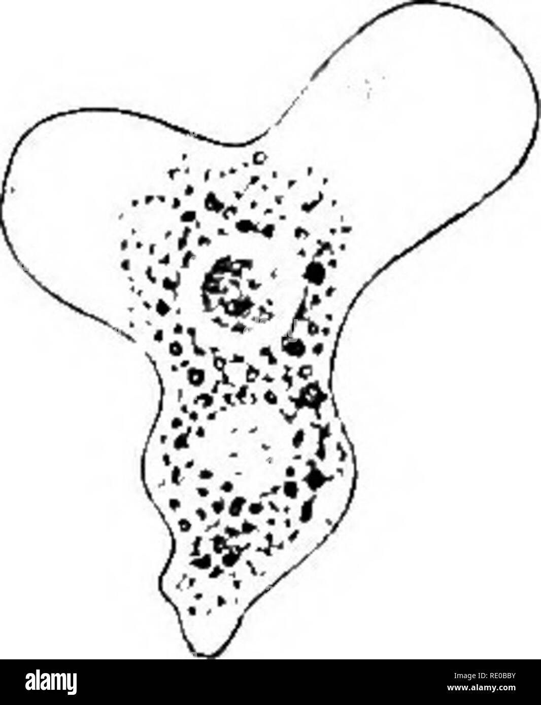 . Allgemeine Physiologie; einen Überblick über die Wissenschaft des Lebens. . Bitte beachten Sie, dass diese Bilder sind von der gescannten Seite Bilder, die digital für die Lesbarkeit verbessert haben mögen - Färbung und Aussehen dieser Abbildungen können nicht perfekt dem Original ähneln. extrahiert. Verworn, Max, 1863-1921; Lee, Frederic S. (Friedrich Schiller), 1859-1939. London, Macmillan und Co., Limited, New York, Macmillan Company Stockfoto