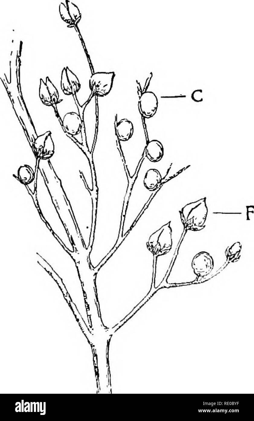 . Das Wunder des Lebens. Biologie; Naturgeschichte; Zoologie. Das DRAMA DES LEBENS 29 ähnelt stark einer toten und trockenen Blatt noch am Stiel befestigt. Herr Charles Nicholson schreibt: - "Die Vorderbeine sind gerade vor dem Kopf in einem rechten Winkel zur Achse des Körpers gedehnt, das zweite Paar Beine eng an den Körper gedrückt wird, während die letzten paar gerade halten, um die Unterstützung, fast oder ganz, die von den Spitzen der Vorderflügel, die nur über den Körper bedeckt, die^^° - 9 - - Kece der Figwort, Scro -. , Phularia nodosoa, mit Puppe - Moth appearmg Fälle (c) eines. Käfer, Gionus chngin Stockfoto