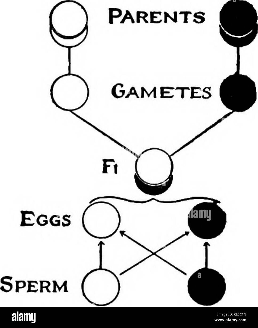 Der Keim-Zelle Zyklus in den Tieren. Zellen. Der KEIM-KEIMPLASMA THEORIE  303 und ein Viertel grn. Dies bewies, dass das Saatgut der ersten  Generation (Fi), obwohl Gelb, noch innerhalb von ihnen besessen