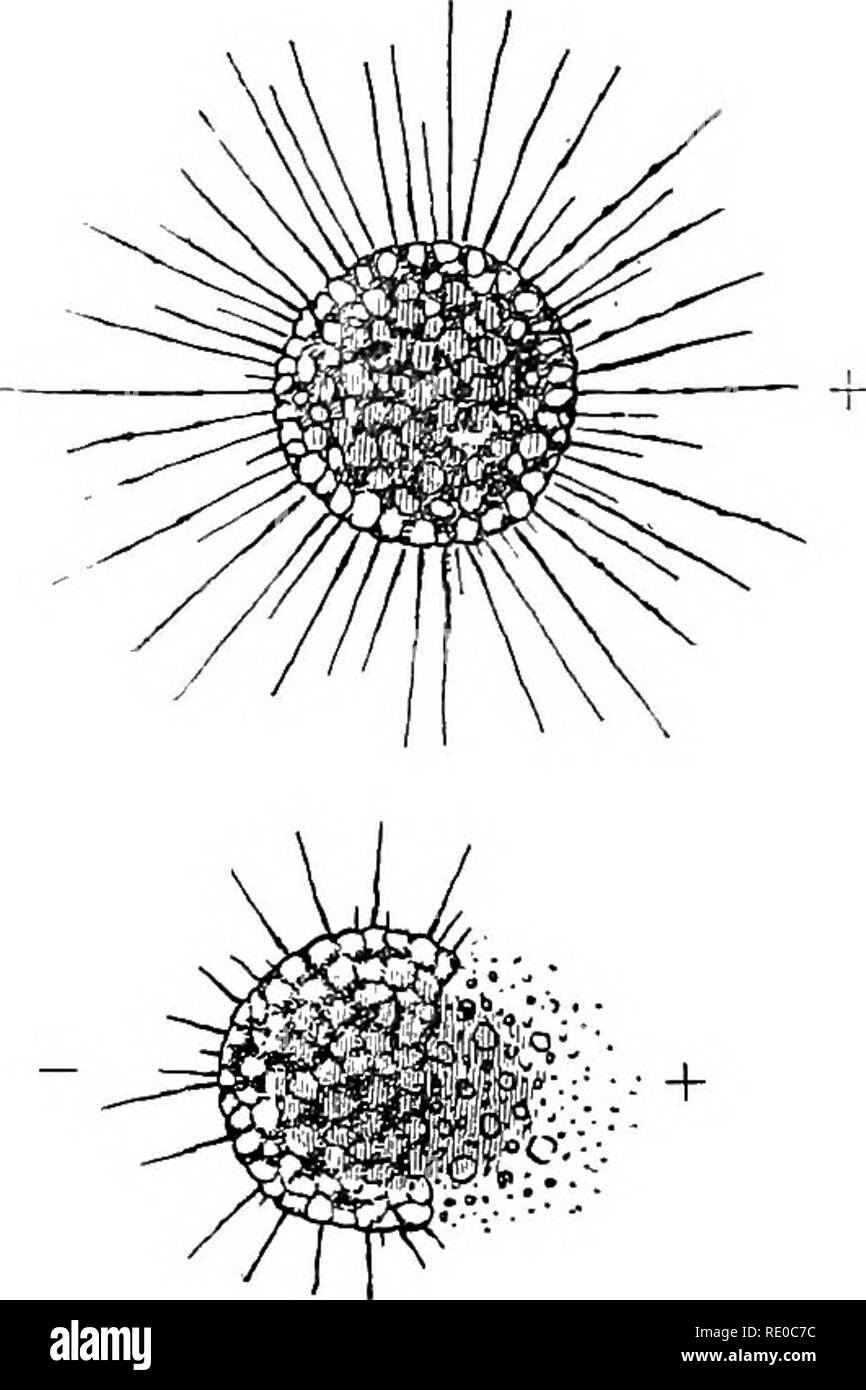 . Experimentelle Morphologie. Protoplasma; Wachstum. 130 STROM- UND PROTOPLASMA [Ch. Vi. Bitte beachten Sie, dass diese Bilder sind von der gescannten Seite Bilder, die digital für die Lesbarkeit verbessert haben mögen - Färbung und Aussehen dieser Abbildungen können nicht perfekt dem Original ähneln. extrahiert. Davenport, Charles Benedikt, 1866 - 1944. New York, der Macmillan Company; London, Macmillan &Amp; Co., Ltd. Stockfoto
