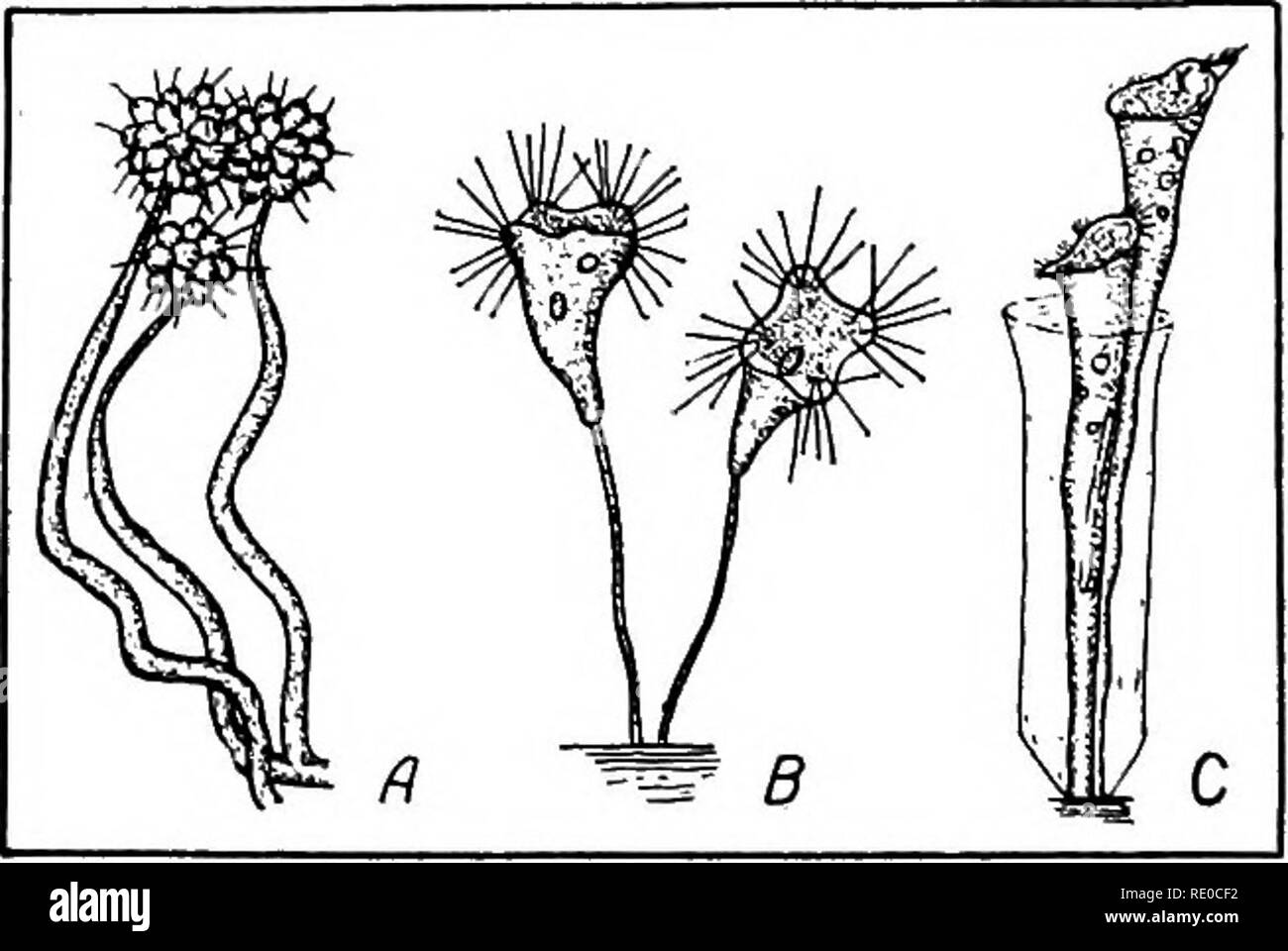 . Das Leben der Binnengewässer; eine elementare Text Buch der Süßwasser-Biologie für amerikanische Studenten. Süßwasser-Biologie. 162 Wasserorganismen in Form und Gewohnheit. Oft werden Podophyra encoiin-ten durch Suche im Rücken der aquatischen Insekten oder die Seiten des versenkten Ästen, oder andere solide Unterstützung, an die/den er angeschlossen ist. Es ist Stiellose, und erreicht seine suctorial pseudopodia auf der Suche nach Soft-bodied Organismen, sind seine Beute. Anthophysa ist eine neugierige sessile Form, die in verschmutzten Gewässern üblich ist. Es bildet sehr Minute kugelförmigen Kolonien, die Transparente Spitze eines befestigt sind. P Stockfoto