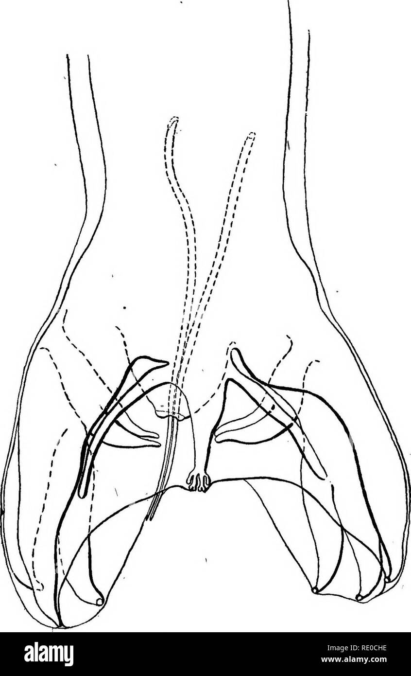 . Die Pelzrobben und Fell - Dichtung Inseln der Karibik. Abdichtung; Dichtungen (Tiere). 166 Die SEEBÄREN DER Pribilof Inseln. In Übereinstimmung mit der Anfrage, werden wir die Arbeit später beenden und Abschicken fcr Publi-kation als Ergänzung zu diesem Artikel. Wir fügen Sie hier nur folgende sehr kurze Zusammenfassung: Von unseren Studien so weit wir geneigt sind, bei der die Dichtung Uncinaria als neue Art zu schauen, aber nicht bereit sind, uns selbst zu begehen, bis weitere Vergleich mit. Abb. 96. Arten von anderen Arten. Sollten unsere Ansicht in diesem Punkt von unserer späteren Studie bestätigt werden, werden wir widmen. Stockfoto