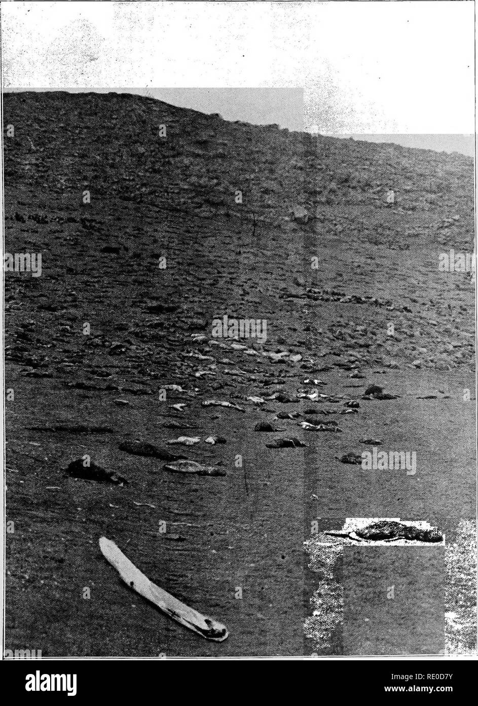 . Die Pelzrobben und Fell - Dichtung Inseln der Karibik. Abdichtung; Dichtungen (Tiere). Platte XVI. Tote WELPEN AUF TOLSTOI, 1892. Von einem Foto von J. M. Maooun.. Bitte beachten Sie, dass diese Bilder sind von der gescannten Seite Bilder, die digital für die Lesbarkeit verbessert haben mögen - Färbung und Aussehen dieser Abbildungen können nicht perfekt dem Original ähneln. extrahiert. In den Vereinigten Staaten. Abt. des Fiskus. Kommission über Fur-Seal Untersuchungen; Jordan, David Starr, 1851-1931; Stejneger, Leonhard, 1851-1943; Lucas, Frederic A. (Frederic Augustus), 1852-1929; Moser, Jefferson F; Stockfoto