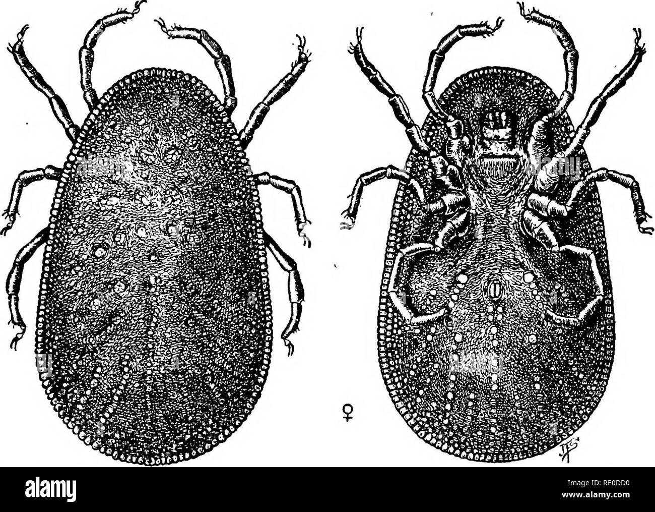 . Krankheiten des domestizierten Vögeln. Geflügel ; Geflügel ; Vögel. Externe PAEASITES 223. Abb. 54. Weibliche Vögel Tick, als von oben und unten zu sehen. Stark vergrößert. (Bishopp) Nymphen. Die Fütterung Gewohnheit der Nymphen ist anders, dass Sie wieder an die Vögel für eine kurze Zeit, aber in der Nacht. Nymphen häuten sich zwei oder drei Mal, abwechselnd mit der Fütterung Perioden, bevor sie Erwachsene geworden. Die erwachsenen weiblichen Tick ist in Abb. 1 gezeigt. 54. Im Gegensatz zu den Gewohnheiten der vielen Zecken die erwachsene Frau nicht nach der Hinterlegung Eier sterben. Sie kann alternative Fütterung Perioden auf die Vögel mit der Eiablage für drei, vier, oder Stockfoto