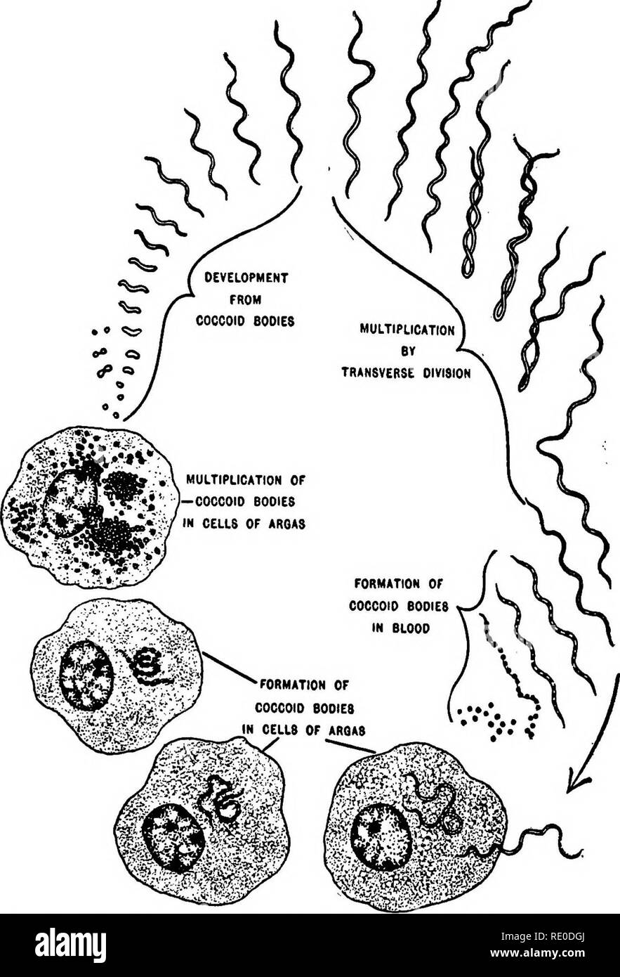 . Krankheiten des domestizierten Vögeln. Geflügel ; Geflügel ; Vögel