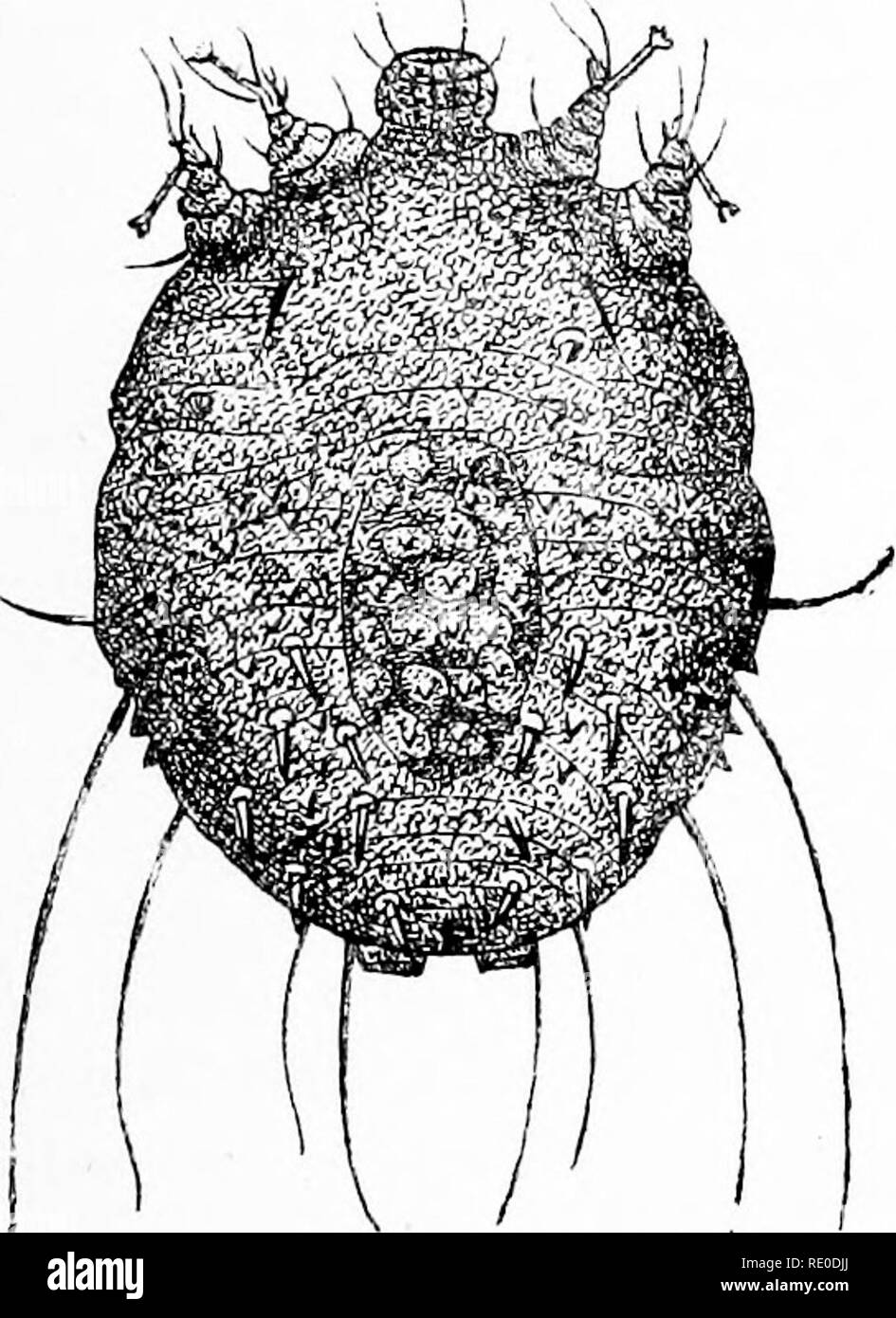 Parasitos externos SchwarzweißStockfotos und bilder Alamy
