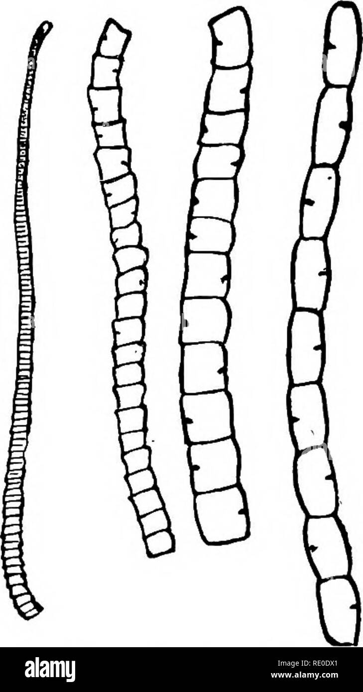 Taenia pisiformis Fotos und Bildmaterial in hoher Auflösung Alamy