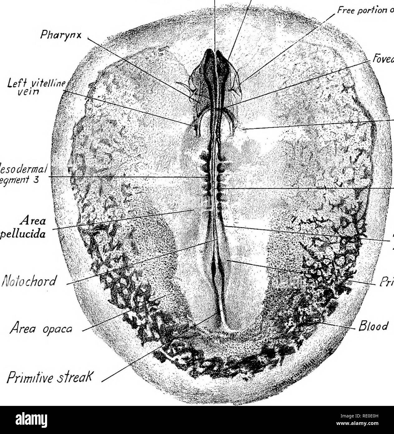 Ein Labor Hand Und Lehrbuch Der Embryologie Embryologie Embryo Von Sieben Segmente 49 Tubulare Herz Liegt embryologie embryologie embryo