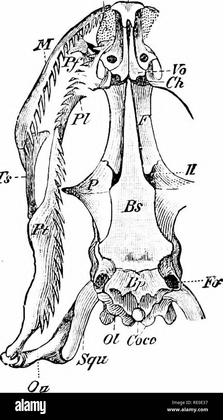 . Ein Handbuch der Zoologie. Zoologie. Iv. VERTEBliATA: liEPTILIA. 589 Efh "PtnV der Unterscheidung muss betont werden. Die wichtigsten sind zwei: die Reptilien gehören zu den Amniota und als solche, die em-br3 'onal Merkmale der Gruppe haben; zweitens, obwohl oft ac [uatic, sind sie, in der ganzen Abwesenheit von Branchial Atmung, im Charakter der Haut und Skelett, in ihrer ganzen Struktur, wie das echte Landtiere. Die Haut, das bessere Austrocknung durch die Luft zu widerstehen, ist stark verhornten, so dass in der Epidermis eine vielschichtige Stratum corneum und eine vielschichtige stratum Malpighii distin werden können - Stockfoto