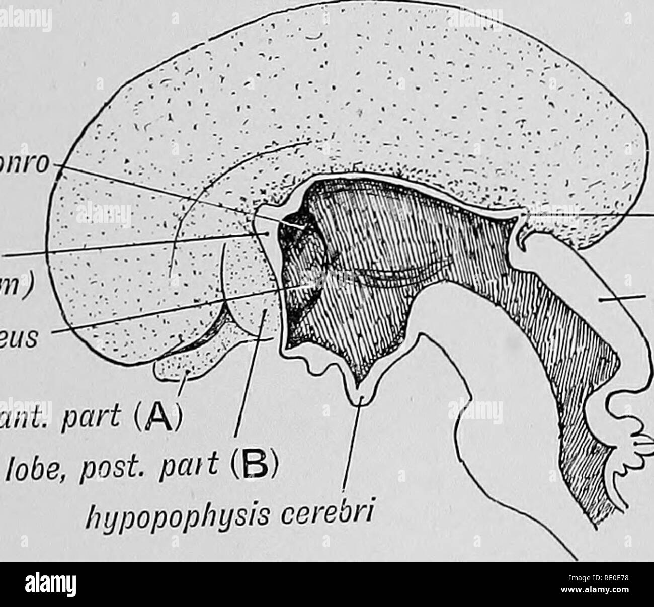 . Menschliche Embryologie und Morphologie. Embryologie, Menschliche; Morphologie. Die NASENHÖHLE OLFACTOBY STRUKTUREN. 21 (Abb. 16), die Platten werden depressiv die olfaktorischen Gruben zu bilden. Mit dem Wachstum der nasalen Prozesse die olfaktorischen Platten und Gruben in das Dach der stomodaeum, wo Sie die epitheliale Auskleidung des oberen Drittel oder olfaktorischen Bereich der Nasenhöhle gestoßen sind. Eine kleine Insel ist von jeder Platte gelöst Die Basis des Jacobson's Orgel (Abb. zu bilden. 16). Der Sinn Epithelien senden Nerv Prozesse, die Form arborescences runden die neuronalen Zellen der auswachsenden olfact heraus Stockfoto