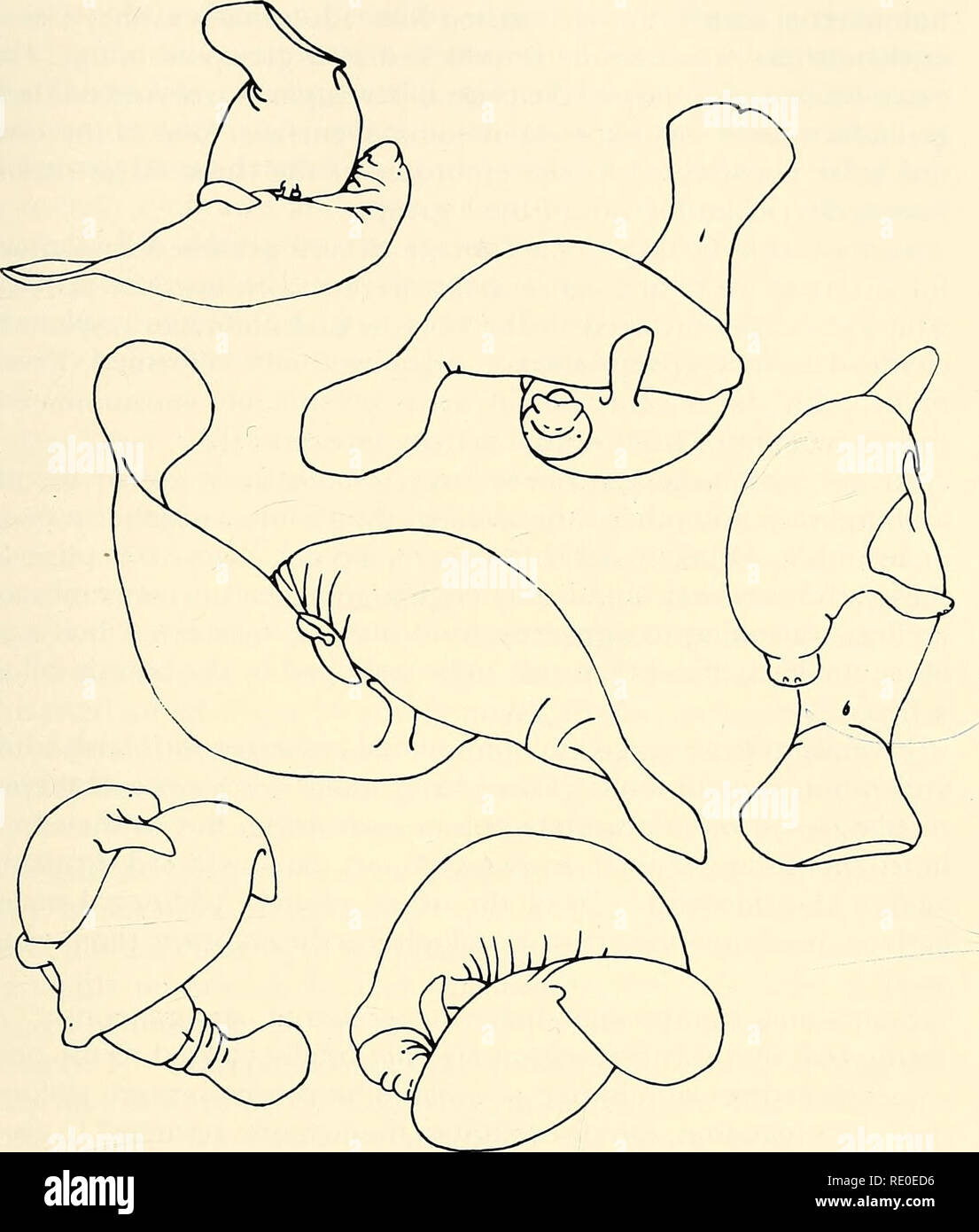 . Ökologie und Verhalten der Manatee (Trichechus Manatus) in Florida. Manatis; Säugetiere. Hartman - Manatees in Florida 107. Abb. 37. Männliche homosexuelle umfasst (von Fotos eingezeichnet). Strebe. Männer umarmten einander Kopf an Schwanz oder von der Seite (Abb. 37). Kein Bulle immer angenommen, dass die Position eines aufgeschlossenen Frauen. In der Umarmung, die häufig von "KÜSSE" an der Oberfläche voraus, die beiden Männer stolperte zum Boden, wo sie blieben fest umklammert, stoßend und Suhlen. Homosexuelle umfasst bis zu zwei Minuten gedauert, bevor die Teilnehmer gelöst. Oft mehr als zwei bu Stockfoto