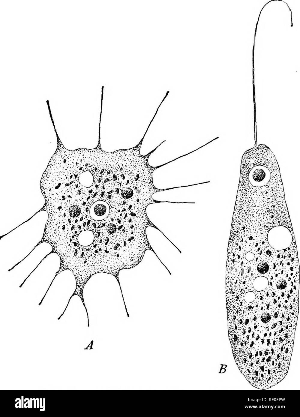 . Die protozoen. Protozoen. 100 Die PROTOZOEN Rhizopoda, und zu dieser Kraft der Veränderung kann durch die Tatsache, dass weniger Arten von Flagellidia als der Rhizopoda bekannt sind. 1. Die Entwicklung eines Nicken oder einer rhizopod wirft etwas Licht auf die Frage, sowohl für flagellaten mit amoeboid Schwarm - Sporen und rhizopods mit Flagellated Schwarm - Sporen, sind bekannt. Die sehr enge Beziehung der beiden Gruppen wird auch durch die Tatsache gezeigt, die von. Abb. 55 - - Dimorpha mutans Gruber. [GRUBER.] A. Amoeboid Phase. B. Flagellated Phase. zahlreiche Beobachter, die sich in der selben Organismus pseudopodia in ändern kann Stockfoto
