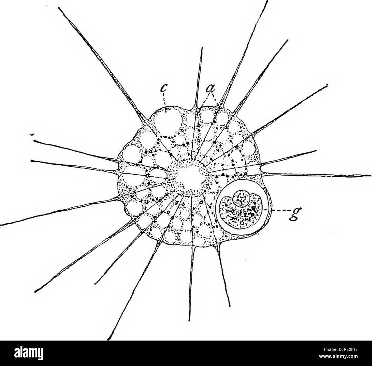 . Die protozoen. Protozoen. 68 DIE PROTOZOEN akoff ('88) beschreibt drei, Penard ('90) nicht weniger als vier in Euglypha und Rhumbler ('98) - letztere Zahl in Cyplwderia. Schewiakoff ('88), anscheinend auf sehr gute Anlagen, beibehalten, daß bestimmte spe- zifischen Funktionen jeder dieser Zonen charakterisieren, was darauf hinweist, auf eine allgemeine Weise, eine regionale Differenzierung und Abteilung für physiologische Arbeit. An der äußeren Zone, die dem ektoplasma der Amöbe, entspricht er einem bewegungsapparat Funktion zugeschrieben, dem Sitz des pseudopodia Für Informationen; die zweite Zone, die den Kern, die die Funktion enthält Stockfoto