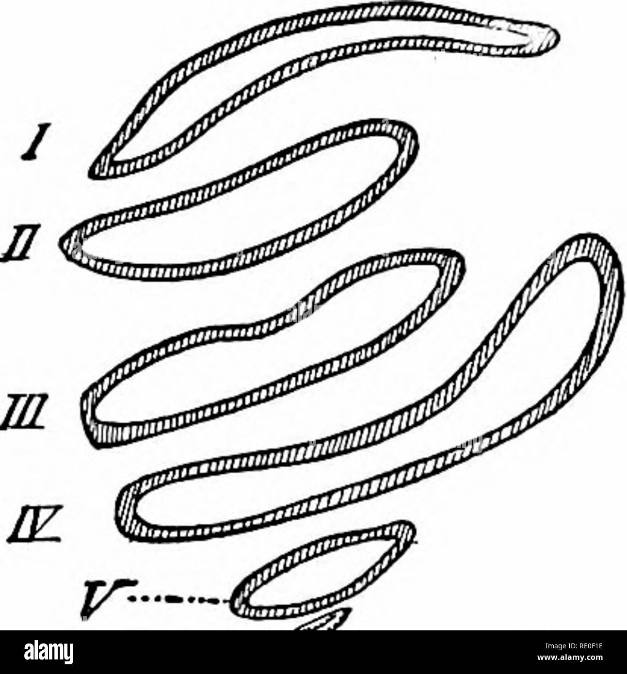 . Amphioxus und die Abstammung der Wirbeltiere. Amphioxus; Seescheiden; Hemichordata. 232 Die SEESCHEIDEN. Bildung der Zunge - Bars, bevor die Perforation der Schlitze, wurde von Professor T. H. Morgan beschrieben. Von dem, was oben gesagt wurde, kommen wir zu dem Schluss, dass die ersten vier Paare von primären branchial Stigmata von ciona (und dies gilt auch für viele Arten von Phallusia) dar und sind Derivate von ein paar primitive, ancestral Gill - Schlitzen. Nach einer vergleichsweise langen Intervall, in dem die mittleren Stigmata, II. und III., Zunahme der Länge quer, zwei weitere s Stockfoto