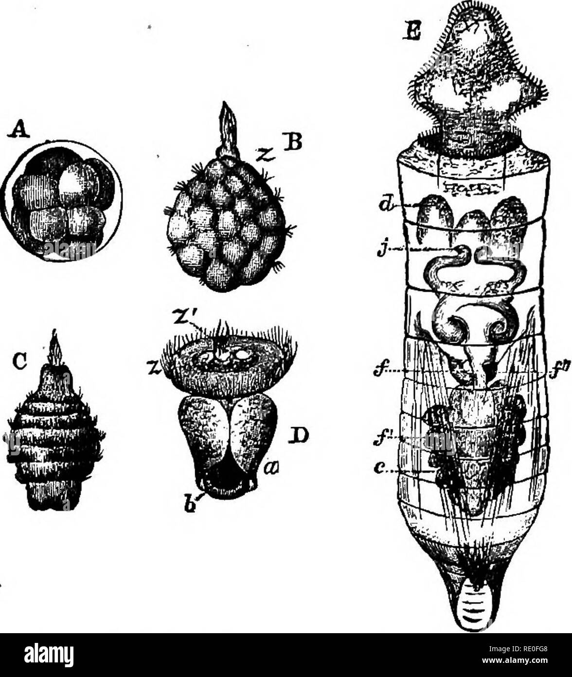 Eine morula Fotos und Bildmaterial in hoher Auflösung Alamy