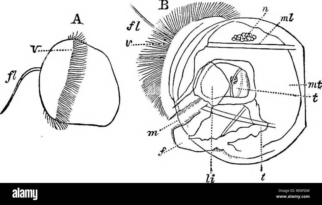 . Zoologie für Schulen und Hochschulen. Zoologie. EMBRYOLOOT von KAMBIUM. 233 drei Jahre in das Erreichen der vollen Wachstum, sondern kann^ Tor am Ende des ersten Jahres zu Propa. Die Entwicklung der cockle {Cardiumpygmmum), ist besser bekannt. Nachdem Sie eine morula und Gastrula-stadium, der Embryo wird auf der Oberseite ciliated und schon dreht sich in der Shell. Auf der einen Seite der Ovale em bryo ein öffnet oder Riss, an den Rändern der entstehen zwei tuberkel, die schließlich die zwei "Segel" des velum. Der nächste Schritt ist die Differenzierung des Körpers in Kopf ein Stockfoto