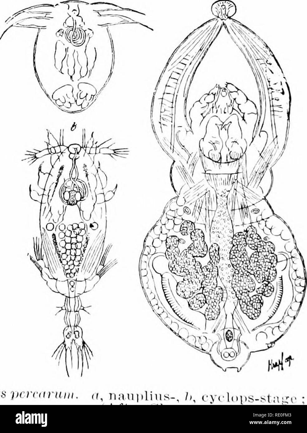 . Ein Handbuch der Zoologie. Zoologie. ViG. r^- jisci Sircdnn 2/o"-) Ni" (larvii von Arnhh/xtoma liuriniim). (Nach Dum^ ril und Bibroii.) unten im System; freuen Sie sich auf einen Schwanz und tuft - wie Kiemen, die im erwachsenen Frosch fehlen. (3) Es gibt bestimmte para-sitic Krebstiere, die auf die Kiemen der Fische leben, und scheinen nicht Abb. f&gt;.-AcWiercs pcmini. ir, Tiaiipliiis (. n ach C'Laus.) erwachsene Frau. wie ihre Angehörigen. Sie sind sliapeless Massen wliicli wurden früher als para, sitic^Worms betrachtet. Ihre systematische Stellung war nur bestimmt. l) y die Embryologie (Abb. 0). Hier ist es. Stockfoto