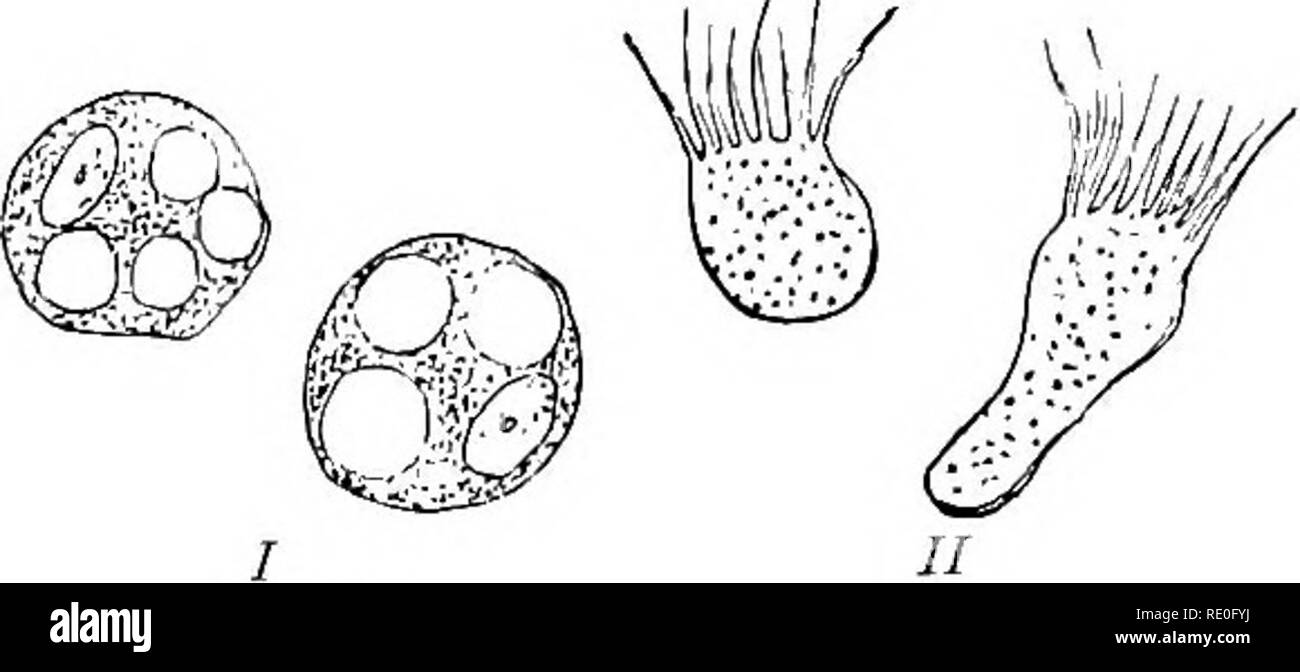 . Allgemeine Physiologie; einen Überblick über die Wissenschaft des Lebens. 334 Allgemeine Physiologie. Die im Mittelmeer lebt, in die Luft gebracht, die dicken, harten Haut beginnt allmählich in einen viskosen Schleim zu verflüssigen, und nach ein paar Stunden wird völlig aufgeweicht. Wenn kleine Pin-Löcher gebohrt werden durch einen ausgeschnittenen Stück der Haut die Schleimhäute Verflüssigung, wie Semper (68) zeigte, können schnell induziert werden; um "ach Bohrung der Zellen auf einmal anfangen, zu schwellen und zerfallen, und das ganze Stück schließlich in eine dicke Flüssigkeit Masse, die, wenn sie berührt, in glitzernden thre gezogen werden kann geändert Stockfoto