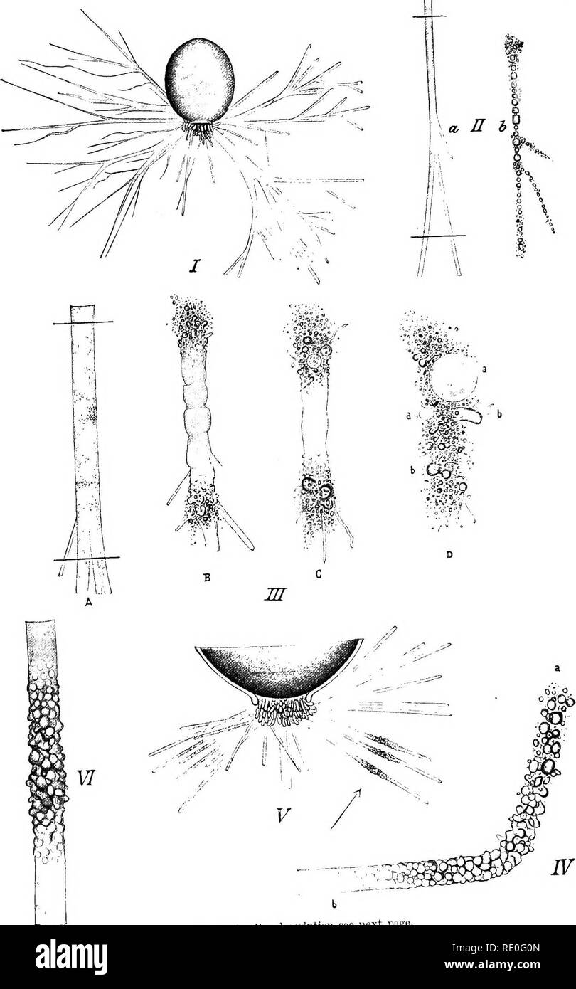 . Allgemeine Physiologie; einen Überblick über die Wissenschaft des Lebens. . Fio. 141.- für deecription siehe nächste Seite. Bitte beachten Sie, dass diese Bilder sind von der gescannten Seite Bilder, die digital für die Lesbarkeit verbessert haben mögen - Färbung und Aussehen dieser Abbildungen können nicht perfekt dem Original ähneln. extrahiert. Verworn, Max, 1863-1921; Lee, Frederic S. (Friedrich Schiller), 1859-1939. London, Macmillan und Co., Limited, New York, Macmillan Company Stockfoto