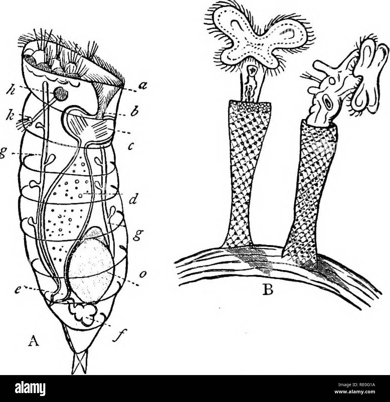 . Lehrbuch der Zoologie für Schulen und Hochschulen. Zoologie. 116 wirbellose Tiere. Anus. Ein nervensystem ist auch vorhanden, bestehend aus gan-Gliazellen in der Nähe der vorderen Extremitäten des Körpers platziert und Senden - ing Filamente nach hinten. Es ist schliesslich eine gut entwickelte Wasser-System. Die meisten JRotifera sind frei-Schwimmen, aktive kleine Ani - Mals (Abb. 43, A), aber einige sind fest montiert, wie in Melicerta (Abb. 43, B), oder in der Krone - animalcule StepJiano - CEROS). Sie sind meist einfach, aber sie sind manchmal com-posite, bilden Kolonien. In der Regel ist der männliche und weibliche Jtotifera diflF Stockfoto