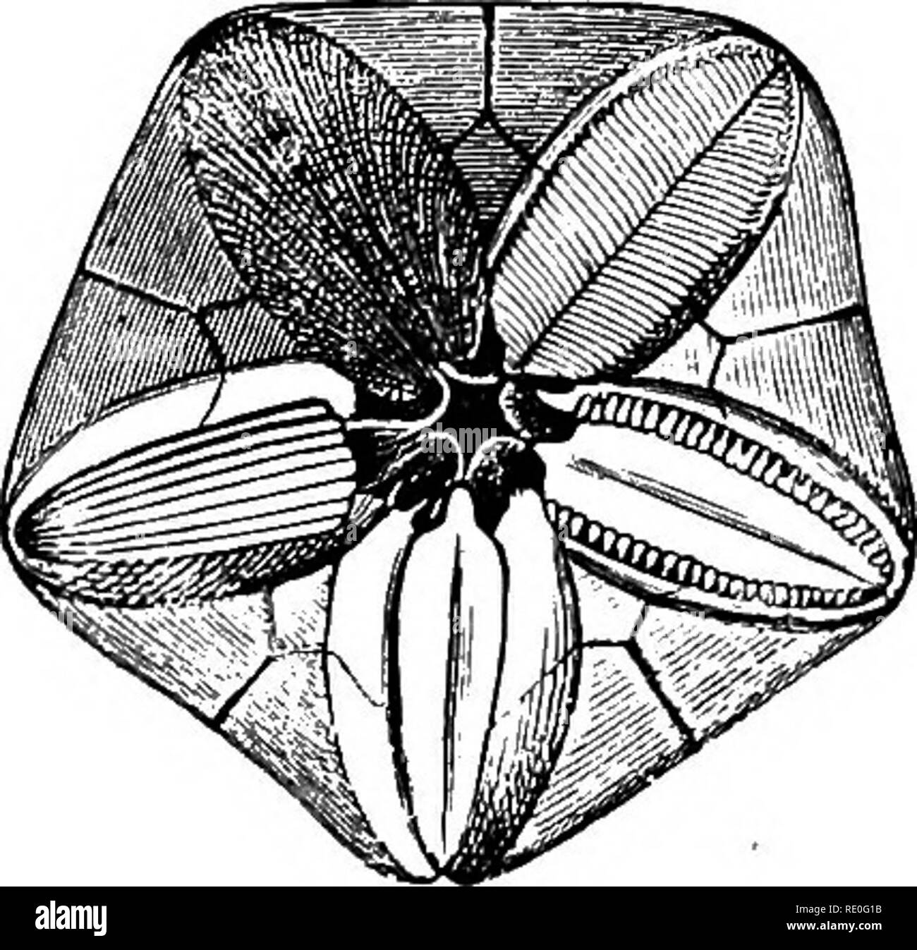 . Zoologie für Schulen und Hochschulen. Zoologie. Fossile GBIN 0 ID 8. 107 (die Flimmerhärchen in verschwunden), jetzt bilden eine Schicht von protoplasma nach den Umriss des Antedon. In der Zwischenzeit den Kelch des crinoid wurde bilden. Es nimmt dann die Form eines offenen Bell; der Mund ist gebildet, und fünf Lappen ergeben sich aus den Kanten der Kelch. Danach fünf oder mehr, in der Regel 15 Tentakeln, wachsen, und die jungen Antedon wird angezeigt, wie in Abb. 66, O. Die Wände der Magen dann getrennt von der Körper-Wände. Das Tier beginnt nun die primäre angepirscht Stufe der Haarsterne darzustellen, tha Stockfoto