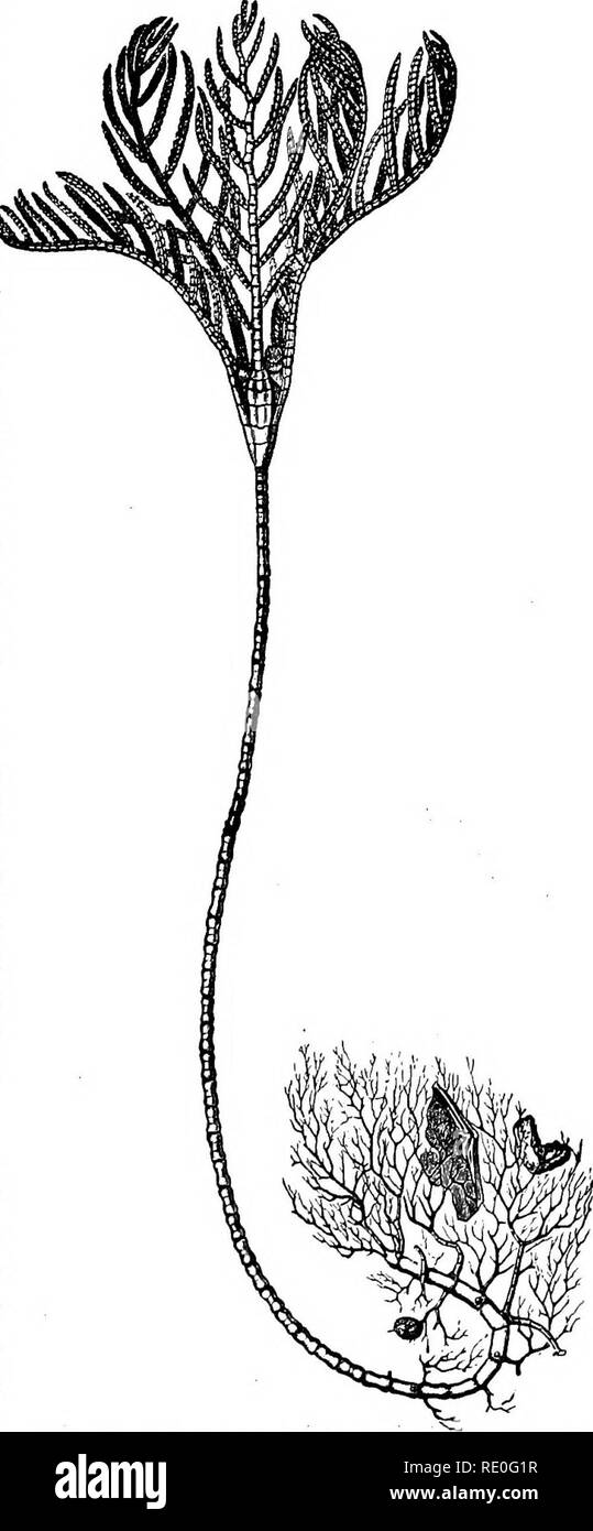 . Zoologie für Schulen und Hochschulen. Zoologie. Struktur der CRICOIDS. 103 von hundert bis tausend Klafter im Nordatlantik und Floridan und Meer und ist ein typisches Mitglied der unterseeischen Flora. Diese crinoid' besteht aus einer gegliederten Halm, ein cup-shaped Body{Kelch), von der Kante der, die sich aus fünf bis sieben (die Anzahl variiert) Waffen {Brachia) radi-ate, die Unterteilung in ein doppeltes Alter nate Serie von Pin-nulm. Der Mund ist im Zentrum gelegen, während die Anus situ ist- auf eine kegelförmige pro-Ablehnung auf der einen Seite der mündlichen Disk, zwischen den Basen der beiden Arme. R. Kaw- Stockfoto