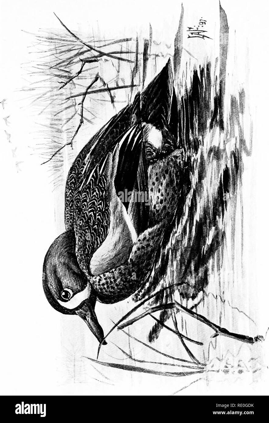 . Birdcraft: ein Buch von zweihundert Song-, Spiel- und Wasservögel. Vögel. H o.2 r=-l CO O "A N J3 Bj 13&gt; eine i-5 U&gt; j PQ. Bitte beachten Sie, dass diese Bilder sind von der gescannten Seite Bilder, die digital für die Lesbarkeit verbessert haben mögen - Färbung und Aussehen dieser Abbildungen können nicht perfekt dem Original ähneln. extrahiert. Wright, Mabel Osgood, 1859-1934; Fuertes, Louis Agassiz, 1874-1927. New York: Macmillan Stockfoto