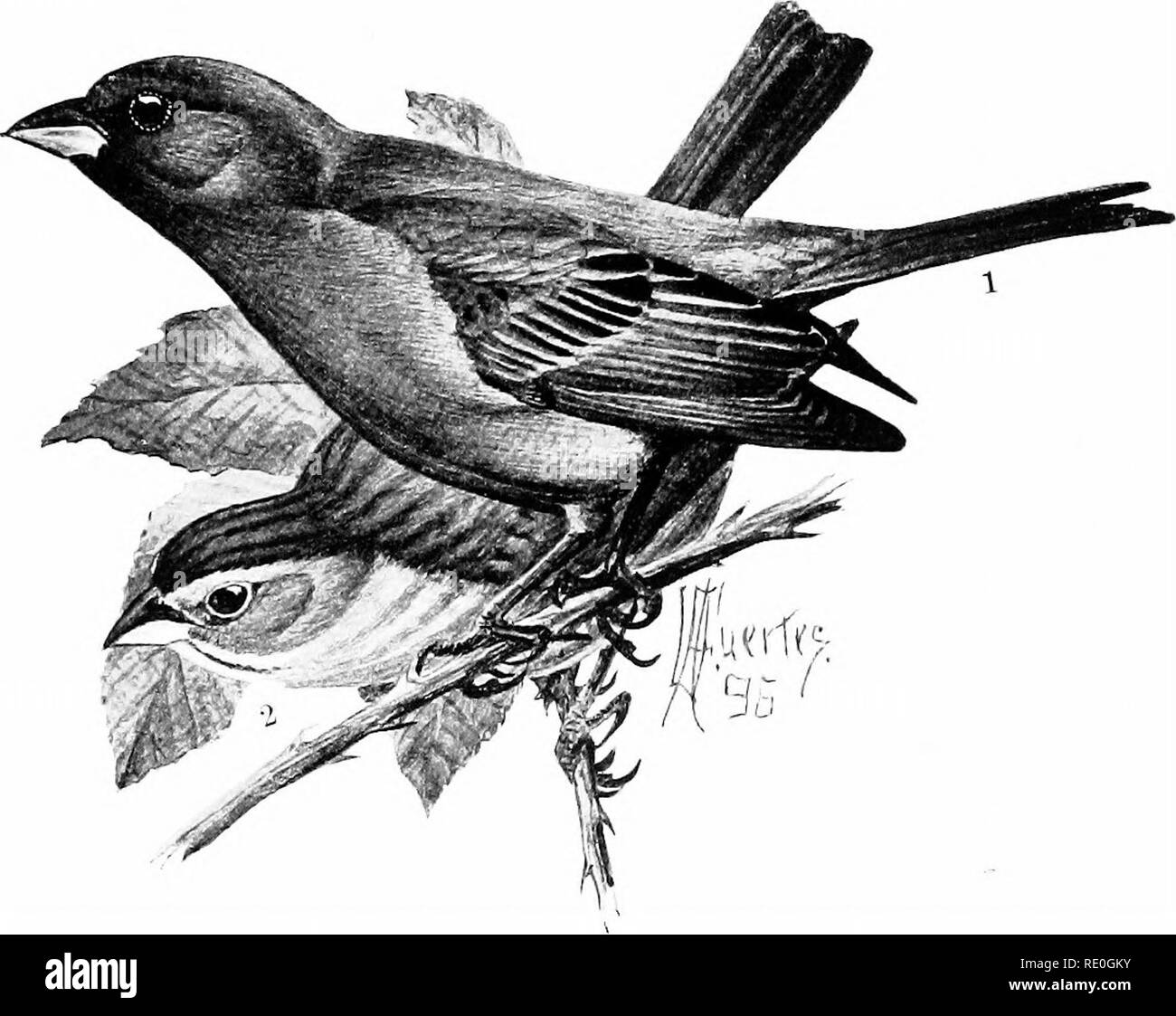 . Birdcraft: ein Buch von zweihundert Song-, Spiel- und Wasservögel. Vögel. Platte 34. 1. Männlich. INDIGO BUNTING. Länge, 5,50 Zoll. 2. Weiblich.. Bitte beachten Sie, dass diese Bilder sind von der gescannten Seite Bilder, die digital für die Lesbarkeit verbessert haben mögen - Färbung und Aussehen dieser Abbildungen können nicht perfekt dem Original ähneln. extrahiert. Wright, Mabel Osgood, 1859-1934; Fuertes, Louis Agassiz, 1874-1927. New York: Macmillan Stockfoto