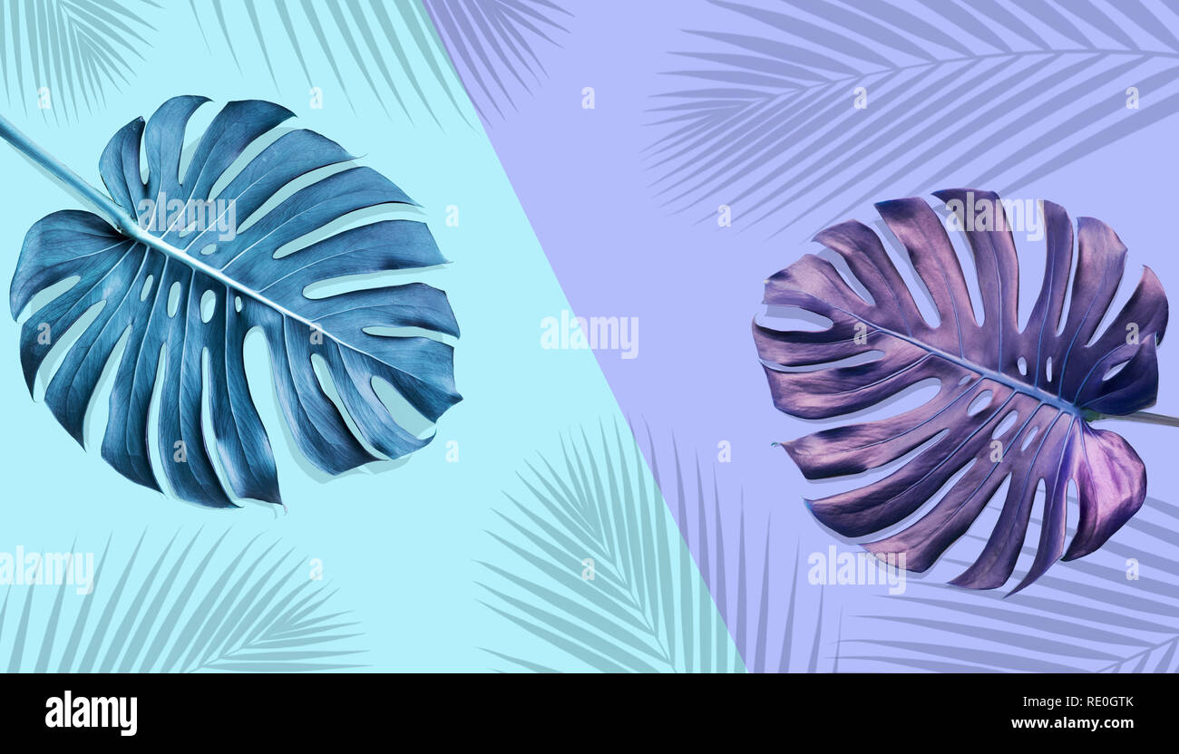 Tropische monstera Blätter mit Palmen Schatten auf pastellfarbenen Hintergrund. Natur und Urlaub Sommer Konzepte. Florale Elemente Stockfoto