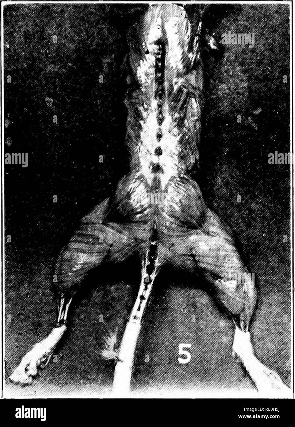 . Parasiten und parasitosen der heimischen Tiere: der Zoo? logie und Kontrolle der tierischen Parasiten und die Pathogenese und die Behandlung von parasitären Krankheiten. Heimische Tiere. Abb. 172.- Variou. s Formen der Sarcosporidia.- 2. Sarror-stis l) lanrhaifli Loiimdtuihiial Abschnitt eines infizierten Muskel mit 3'OunK indi' (idual aftci Ciawlcj, Rufen, von Doflcin Cir. VanEecke, Nr. 194, Bu. Ein. Ind., US Dept. Agr.). 3. Sarcocy. stis Acaulis in einem Purkinje Zellen des Herzens eines Schafe (nach Crawley, von Doflein, von Schneidemuhl, Cir. Nr. 194, Bu. Ein. Ind., US Dept. Agr.). 4. Sarcocystis acaulis Stockfoto