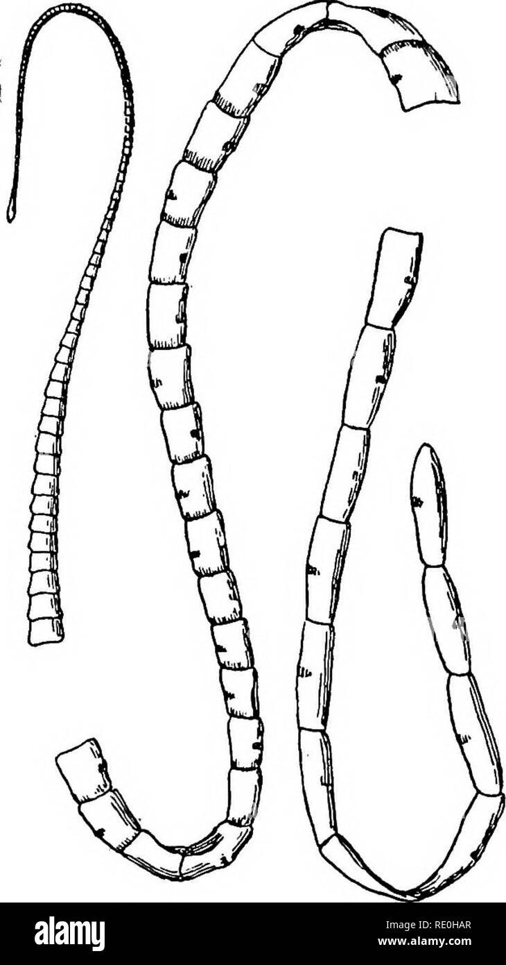 . Parasiten und parasitosen der heimischen Tiere: der Zoo? logie und Kontrolle der tierischen Parasiten und die Pathogenese und die Behandlung von parasitären Krankheiten. Heimische Tiere. Der BANDWURM LARV^ 205 Es häufig in den Schafen beobachtet wird, seltener in Rinder, Ziegen und anderen Wiederkäuern. Es hat in der Pferd berichtet. Auftreten.-Gid ist eine allgemeine Krankheit in Europa, wo es seit vielen Jahren bekannt ist. Der Parasit hat in diesem Land mindestens so früh wie 1901 beobachtet, obwohl Symptome, die waren ohne Zweifel die gid authentisch Während aus unserem weit westlichen Herden berichtet wurden Stockfoto