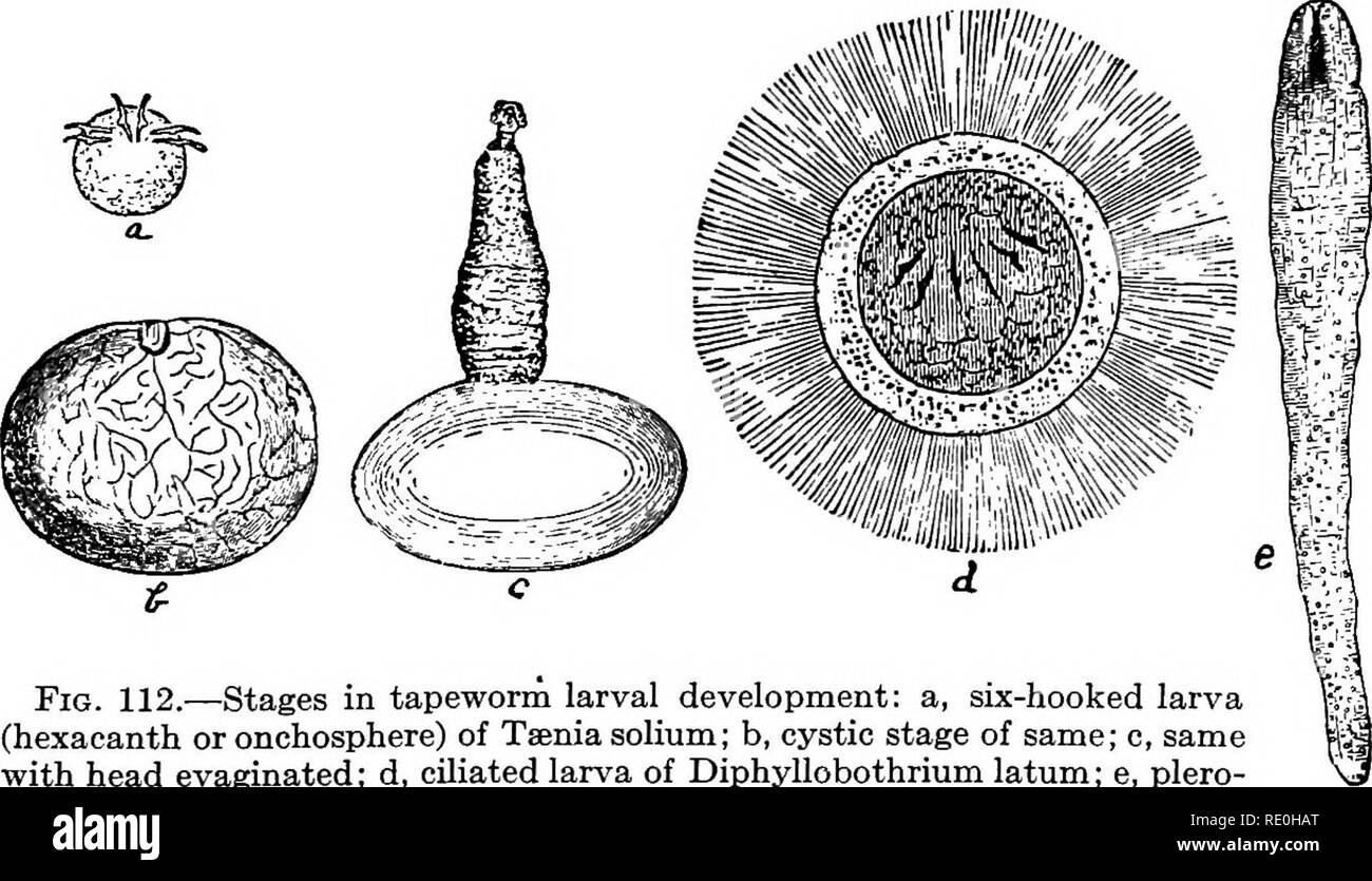 . Parasiten und parasitosen der heimischen Tiere der Zoo? logie und