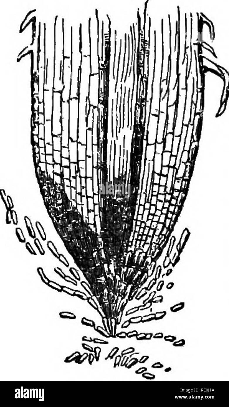 . Wie Pflanzen wachsen. Eine Abhandlung über die chemische Zusammensetzung, die Struktur und die Lebensdauer der Anlage, für Studenten der Landwirtschaft ... Landwirtschaftliche chemie; Wachstum (Pflanzen). Der VEGETATIYE OBSAKS FJUaNTS. 257 Die kleinsten Poren oder Risse. Es ist ebenso der Grund dafür, dass eine rooti, Umpflanzen oder andere - klug, nie danach erstreckt sich in der Länge geschnitten worden ist. Obwohl die älteren Teile der Wurzeln der Bäume und der so genannten Root-Kulturen erwerben einen beachtlichen Durchmesser, die Wurzeln, durch die eine Pflanze Feeds sind in der Regel Faden-wie und oft sehr schlank. Spongioles. - Die Spitzen der Feinstwurzeln haben Stockfoto