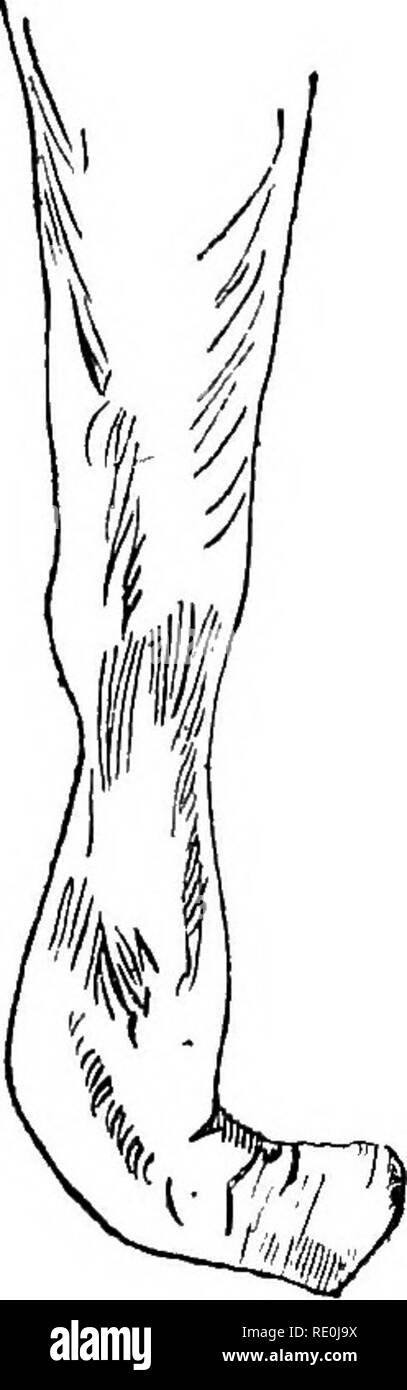 . Krankheiten & Amp; Erkrankungen des Pferdes, eine Abhandlung über equine Medizin und Chirurgie, wird ein Beitrag zur Wissenschaft der vergleichenden Pathologie. Pferde. 145 Nach der Teilung der Nerven, das Teil unter dem Sitz von Abschnitt verliert sensorische macht, und, keine Schmerzen zu spüren sind, das Tier oft aufhört zu manifestieren, Lahmheit.. Es ist kaum ratsam neurotomy auf einem jungen Pferd durchzuführen. Vor einiger Zeit haben wir den Betrieb auf einen vier Jahre alten Colt, auf denen alle anderen Methoden erprobt worden war. Das Tier hat da vollkommen gesund wurde, eine gute Erholung. Unsere Leser müssen bedenken, tha Stockfoto