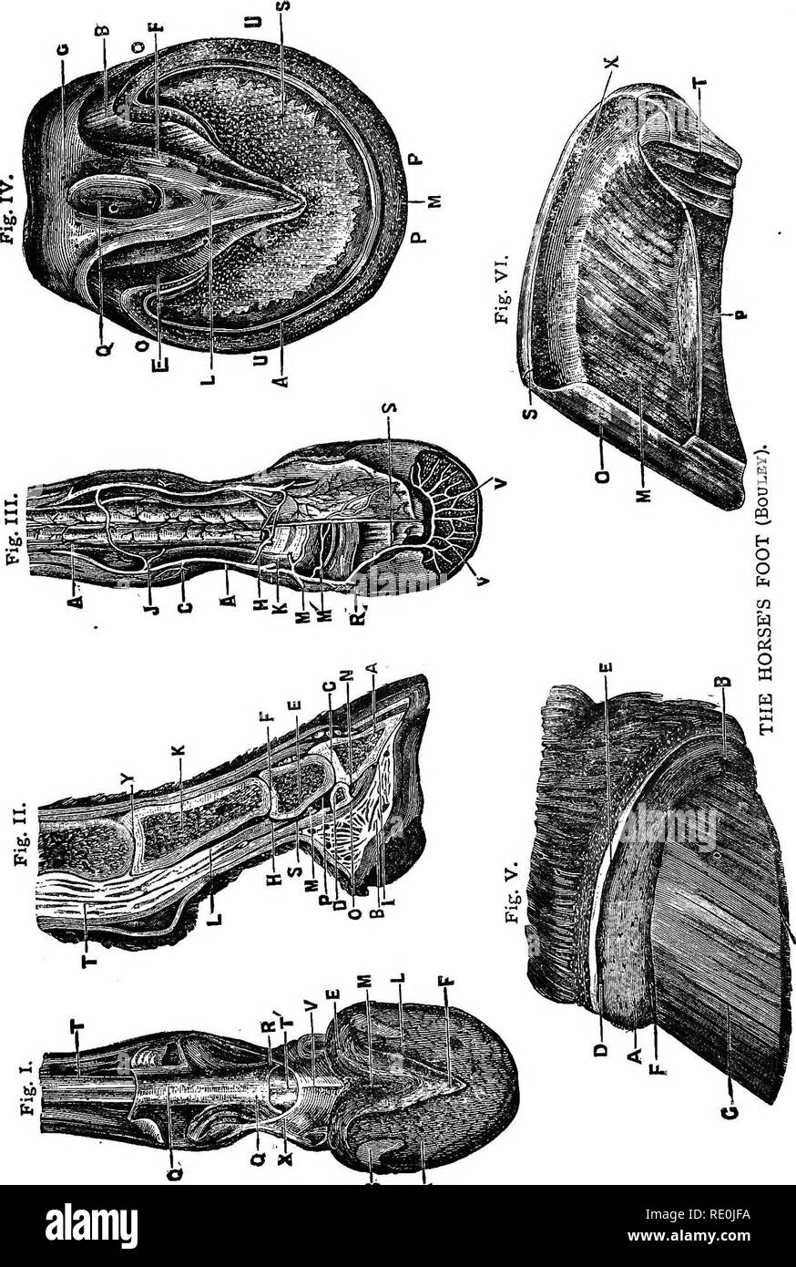 . Krankheiten & Amp; Erkrankungen des Pferdes, eine Abhandlung über equine Medizin und Chirurgie, wird ein Beitrag zur Wissenschaft der vergleichenden Pathologie. Pferde. . Bitte beachten Sie, dass diese Bilder sind von der gescannten Seite Bilder, die digital für die Lesbarkeit verbessert haben mögen - Färbung und Aussehen dieser Abbildungen können nicht perfekt dem Original ähneln. extrahiert. Gresswell, Albert. Leeds [Eng. ] Yorkshire konservative Zeitung Co.Ltd. Stockfoto