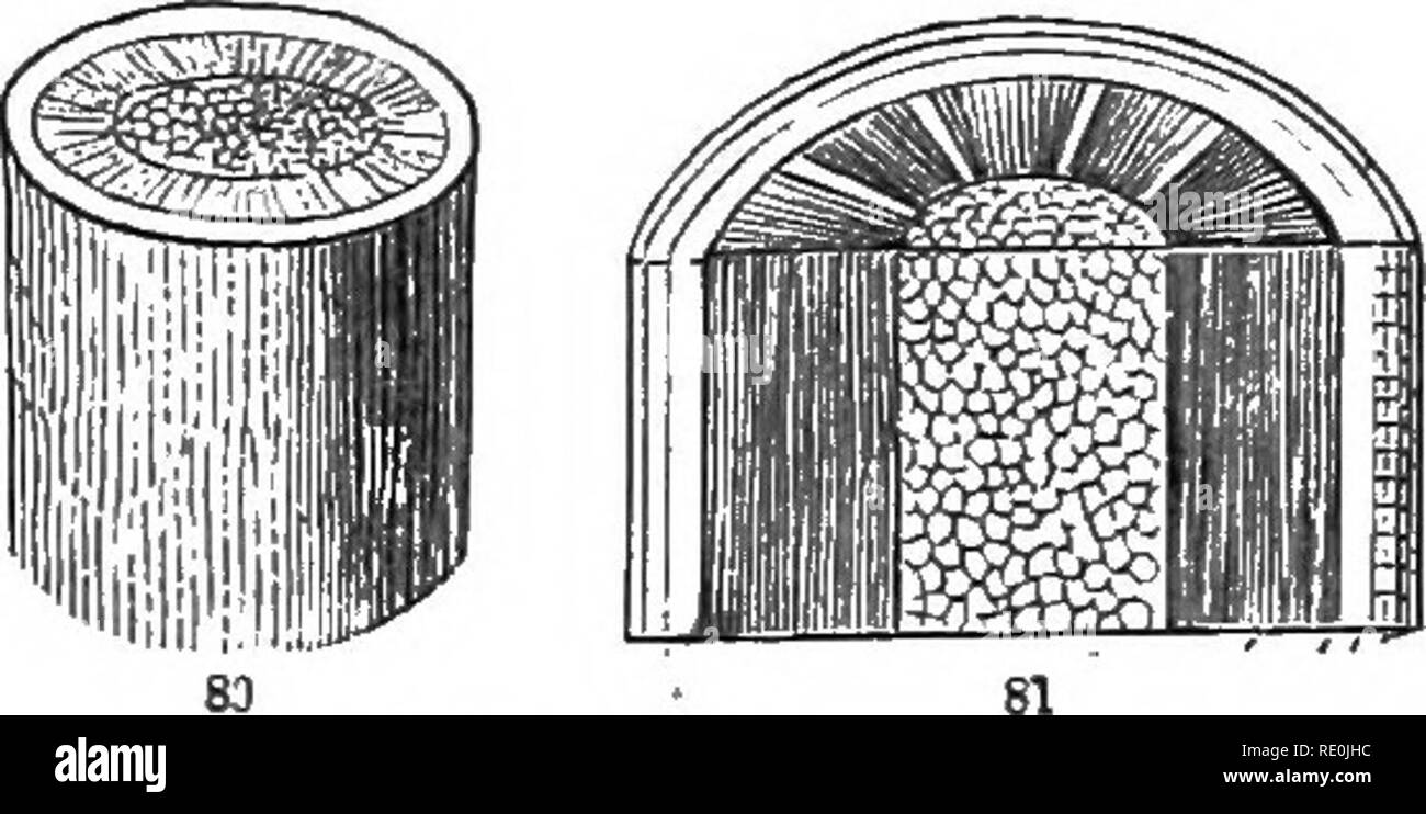 . Botanik für junge Menschen und gemeinsame Schulen: Wie Pflanzen wachsen: Eine einfache Einführung in die strukturelle Botanik: Mit einem beliebten Flora, oder, eine Anordnung und Beschreibung der gemeinsamen Anlagen, Wild- und kultiviert. Botanik; Botanik. Art und FOKMS der Blätter. 43. Exogene stammt. Flachs - Stammzellen vergrößert; und auch in Abb. 81,- Zeigt die gleiche Struktur in einem woody Stammzellen, nämlich in der Schütte von Ahorn über ein Jahr alt, die beide quer und längs geschnitten. 116. Der Unterschied wird noch in Stämmen mit mehr als einem yeai - alt. Während des zweiten Jahres eine neue Schicht von Holz ist außerhalb der Tannen gebildet Stockfoto